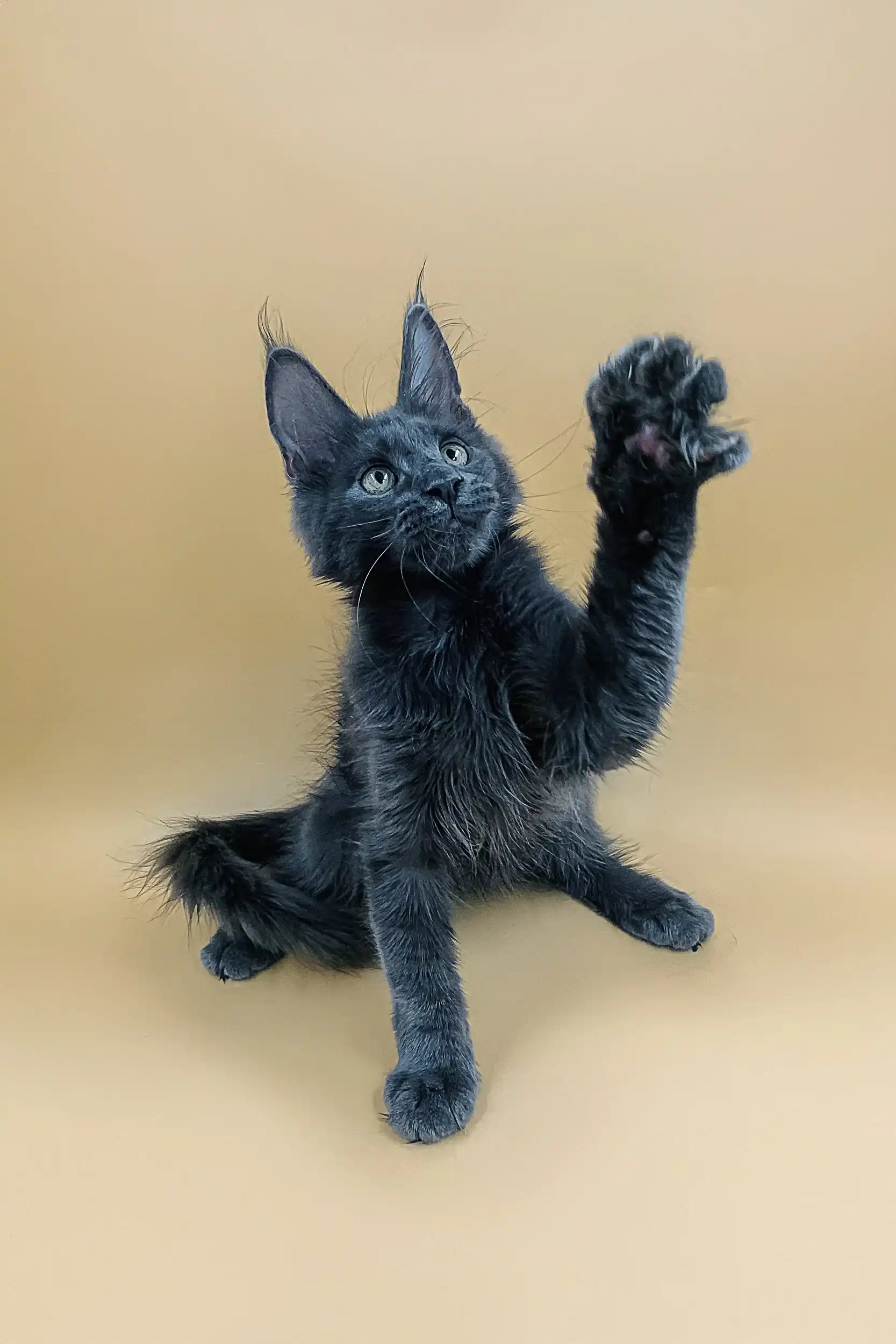 Luna | Maine Coon Kitten - Image 4