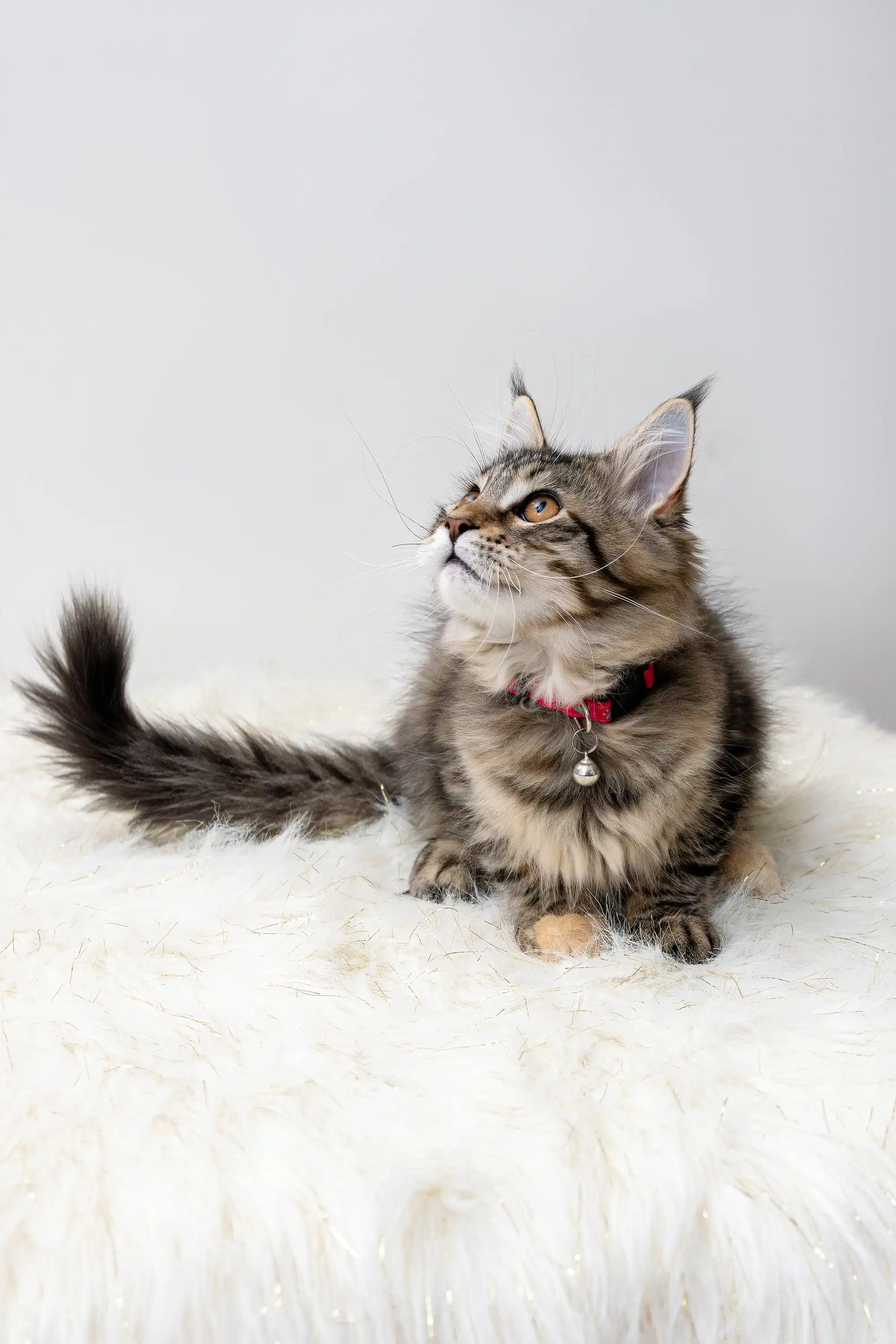 Luna | Maine Coon Kitten - Image 7