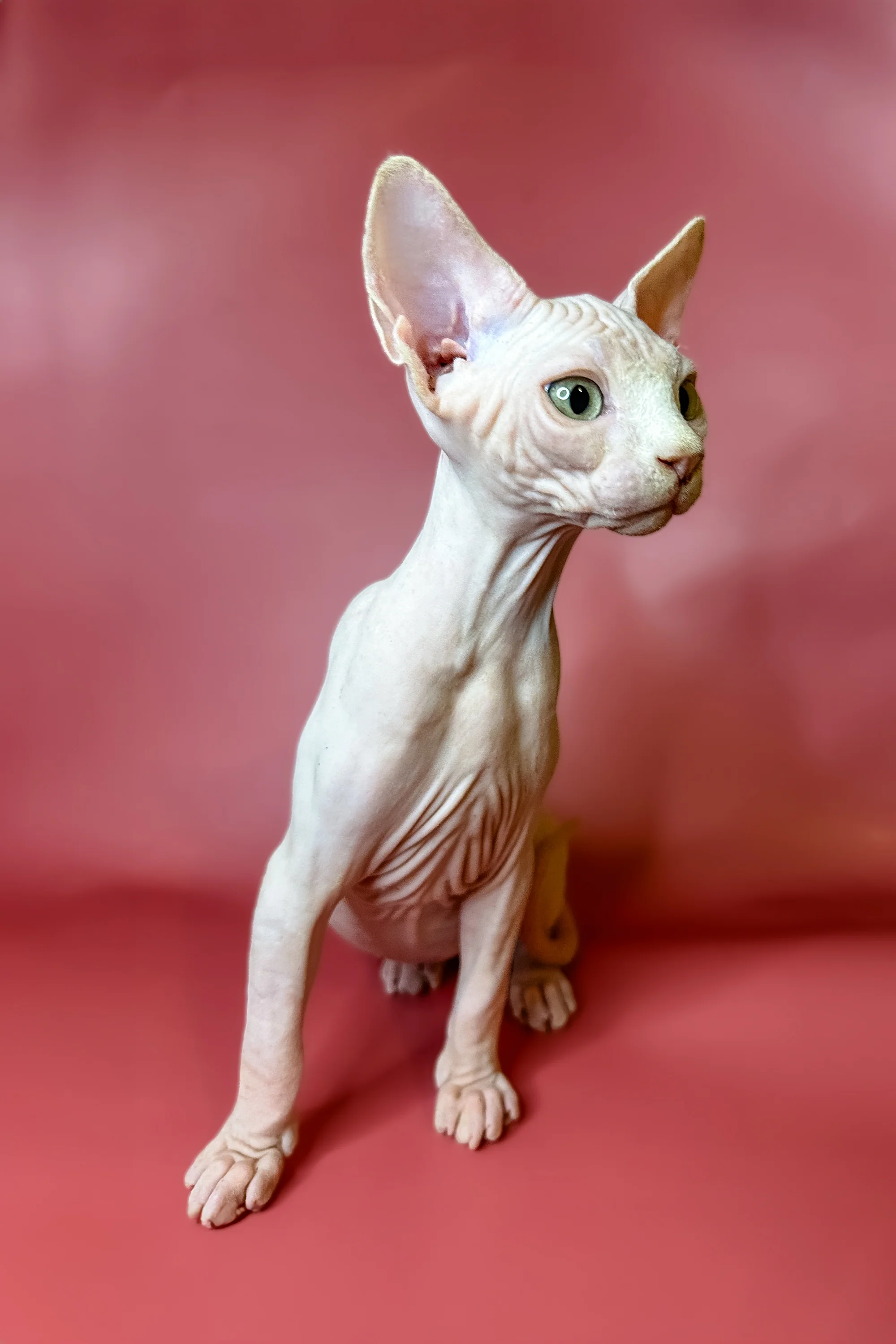 Luna | Sphynx Kitten - Image 4