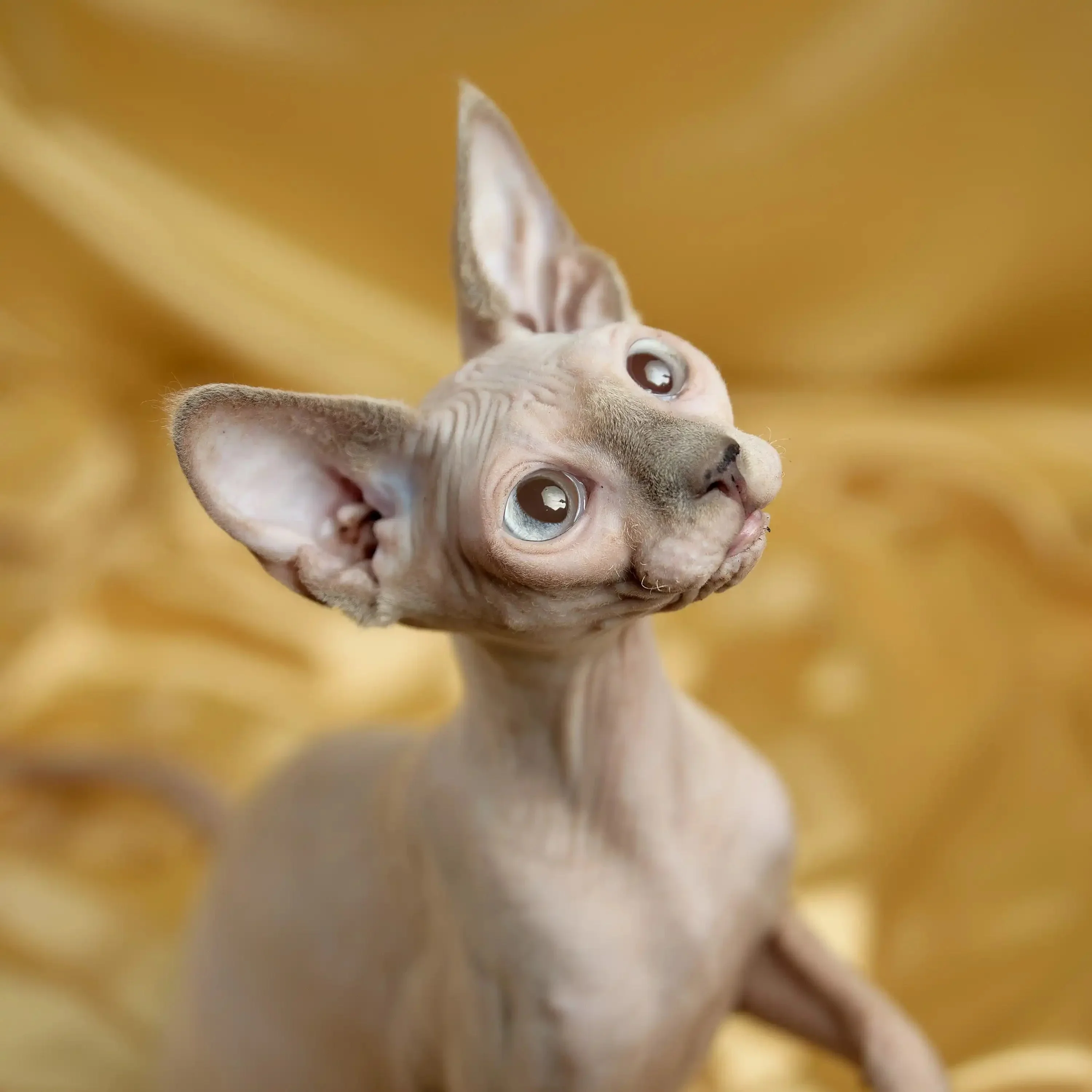 Luna | Sphynx Kitten - Image 2
