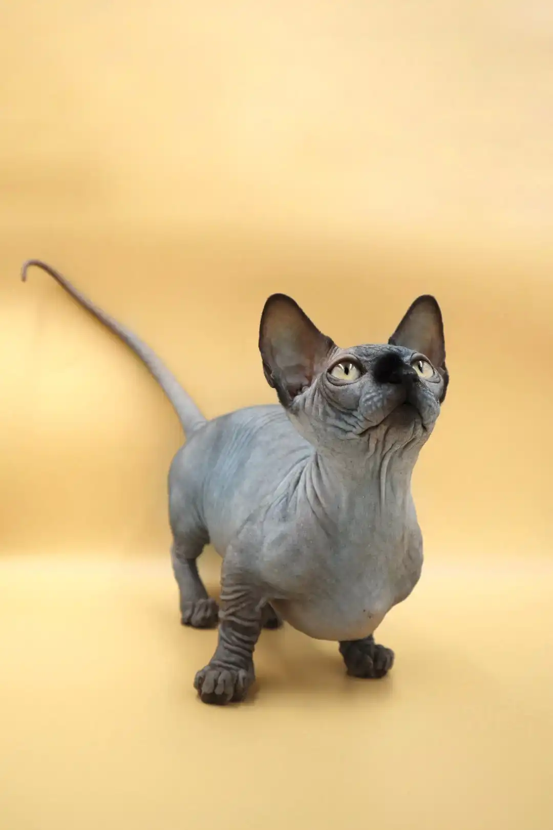 Maddie| Bambino Kitten - Image 5