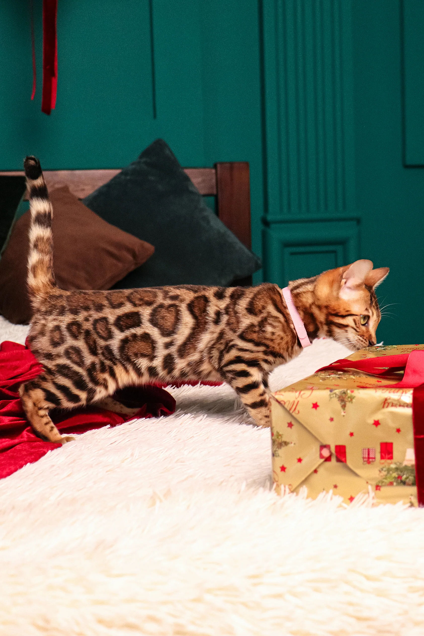 Maddy | Bengal Kitten - Image 11