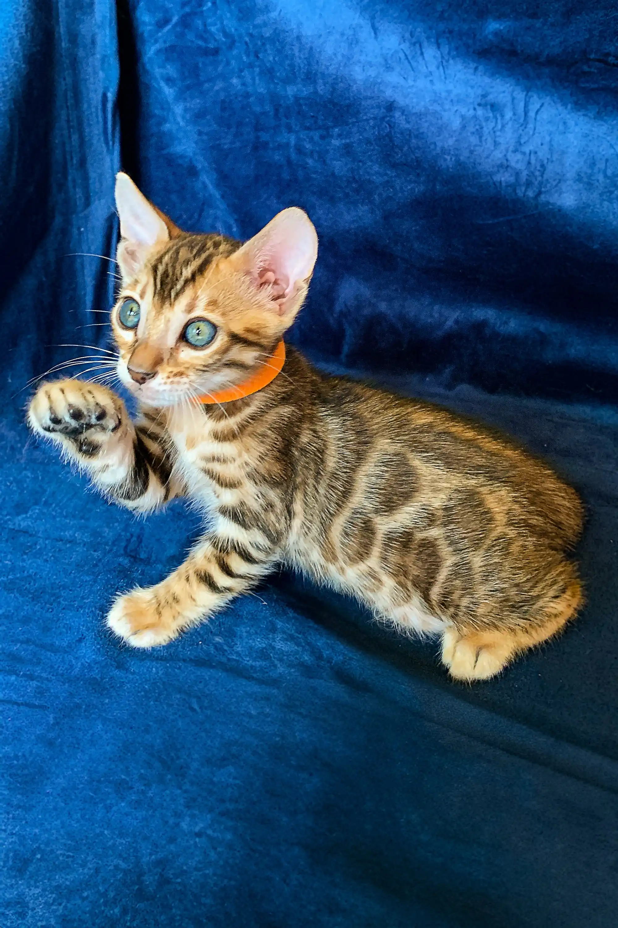 Maggie | Bengal Kitten - Image 2