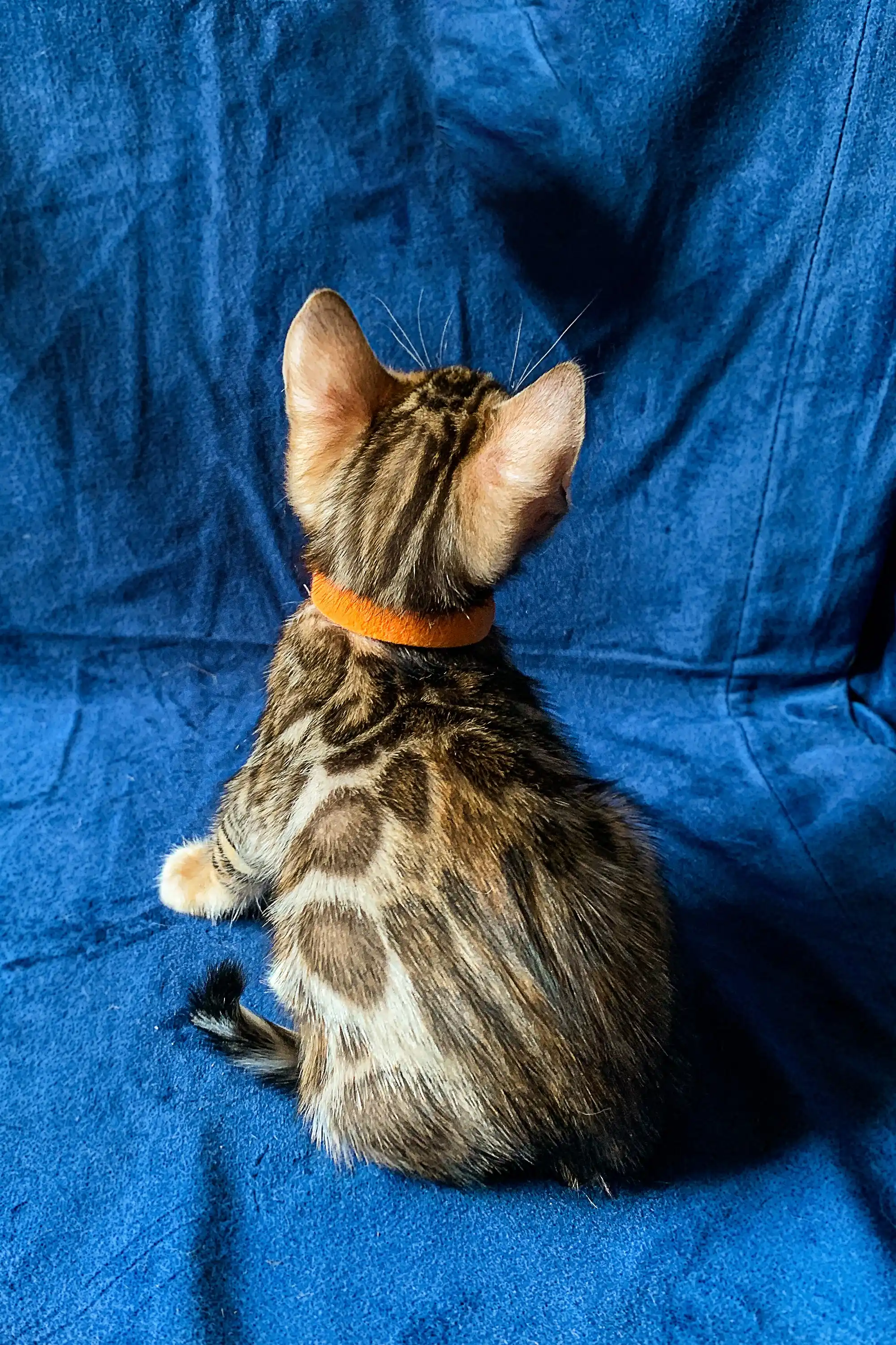 Maggie | Bengal Kitten - Image 5