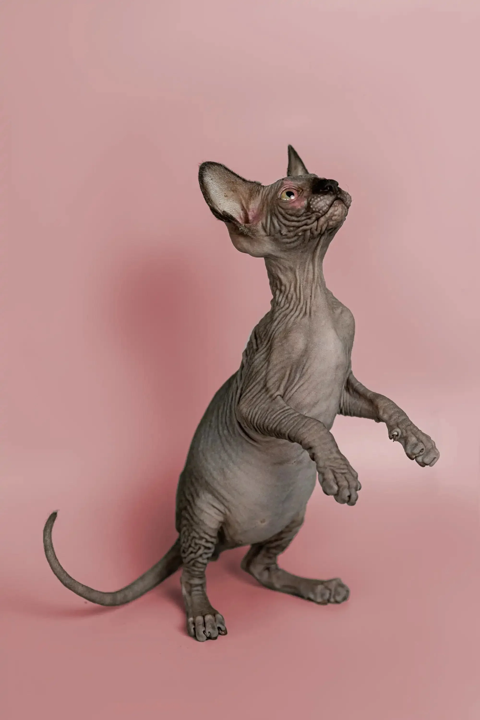 Magic | Sphynx Kitten - Image 9