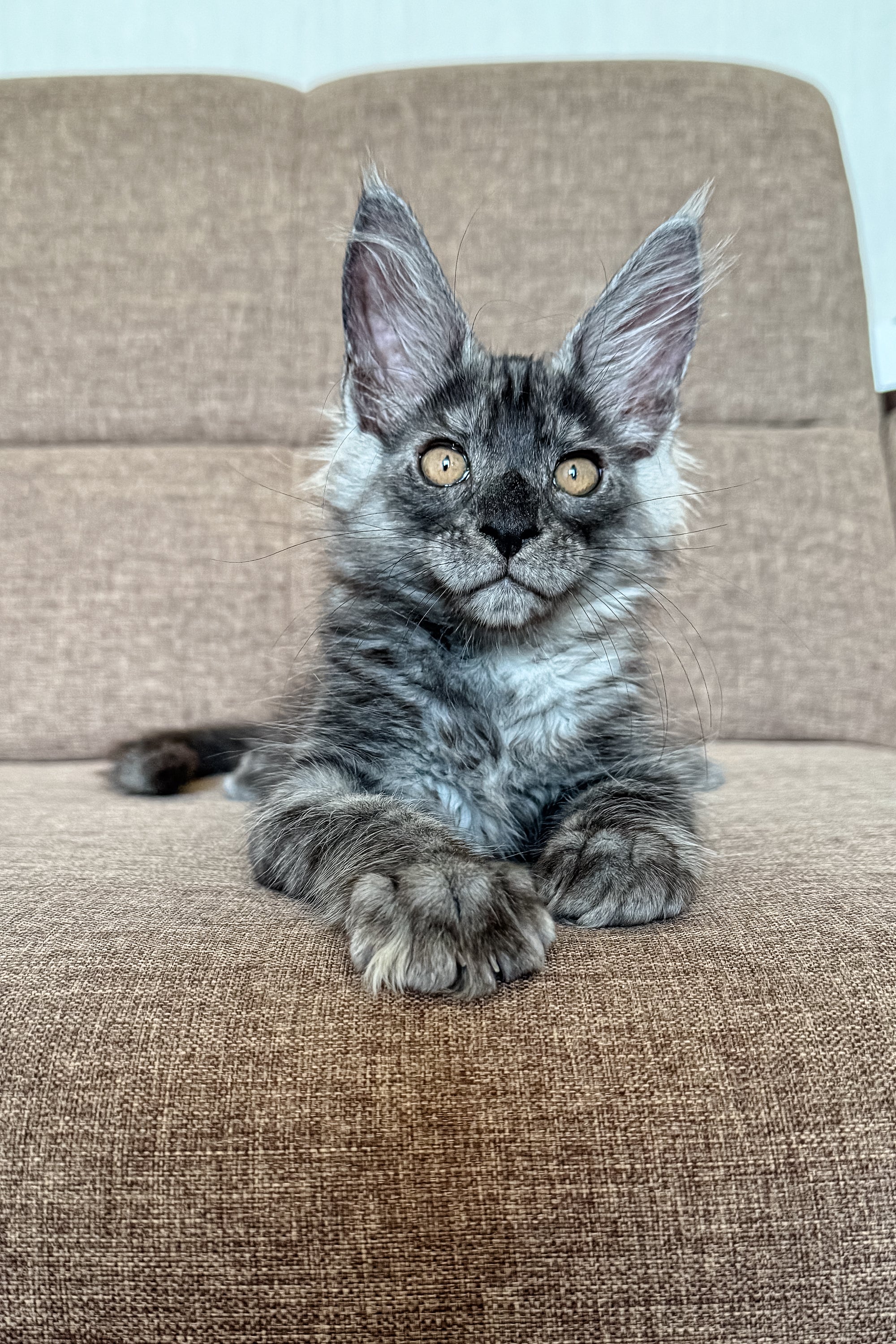Mailo | Maine Coon Kitten - Image 5
