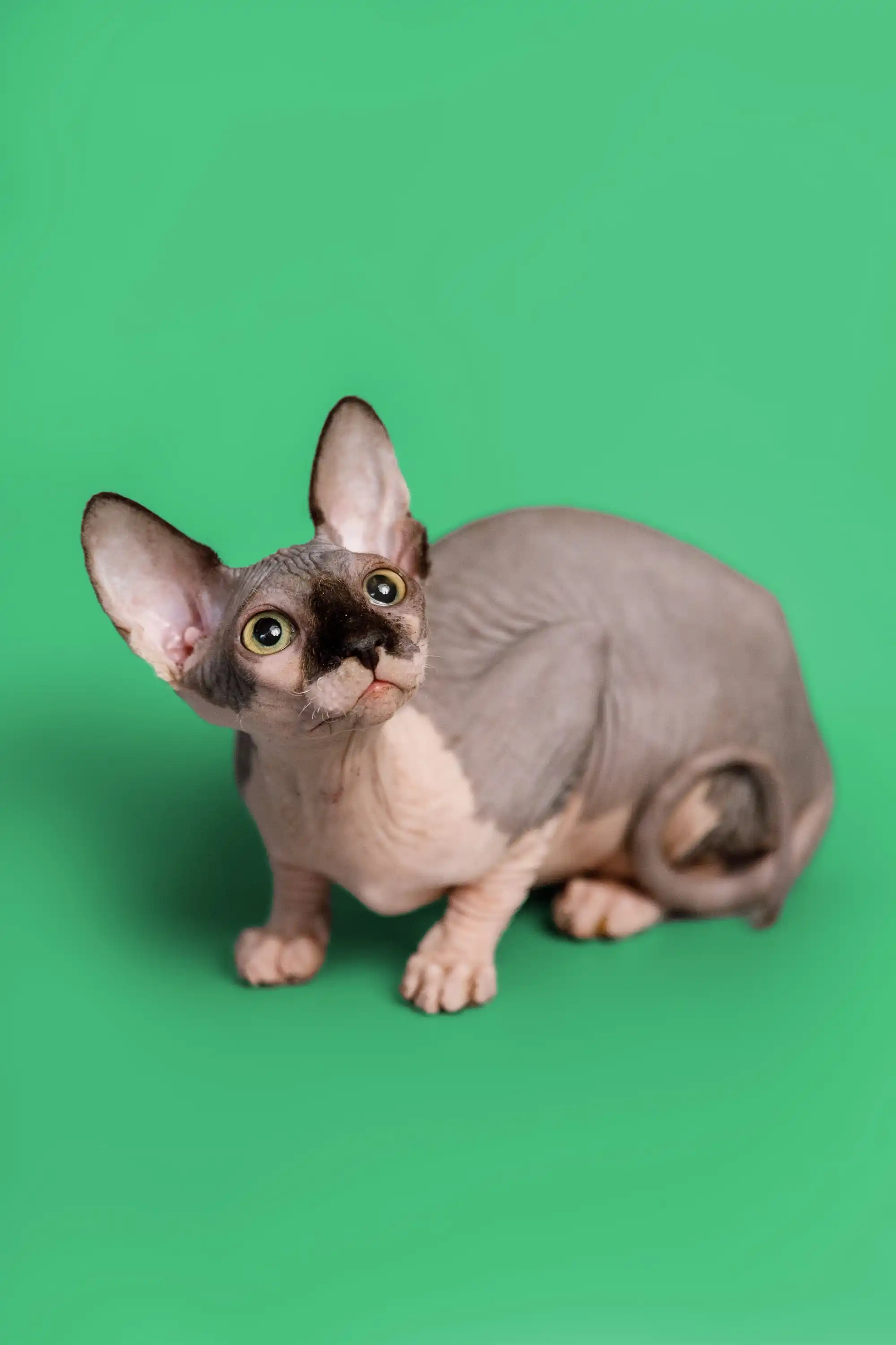 Maisy| Sphynx Kitten - Image 12