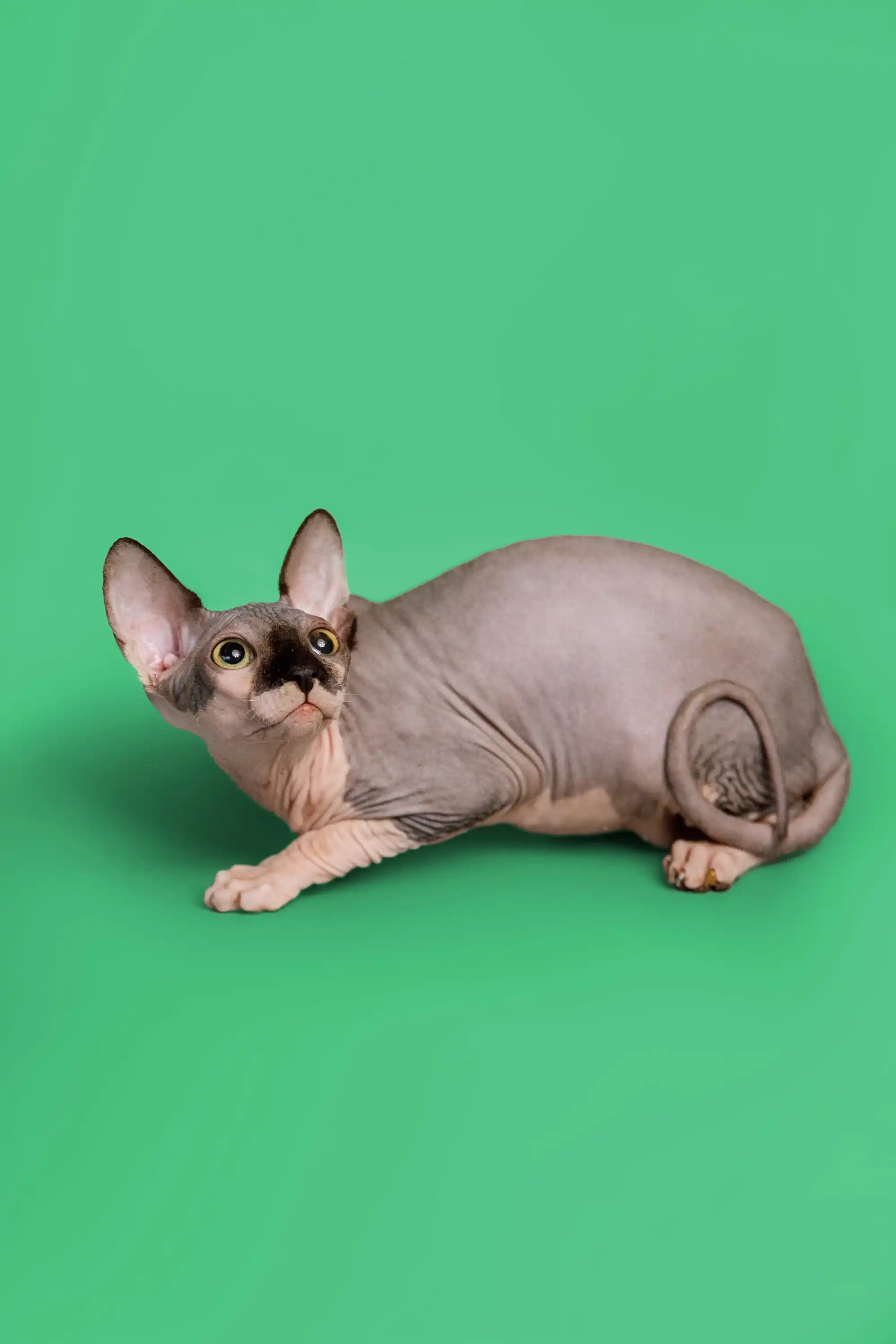Maisy| Sphynx Kitten - Image 3