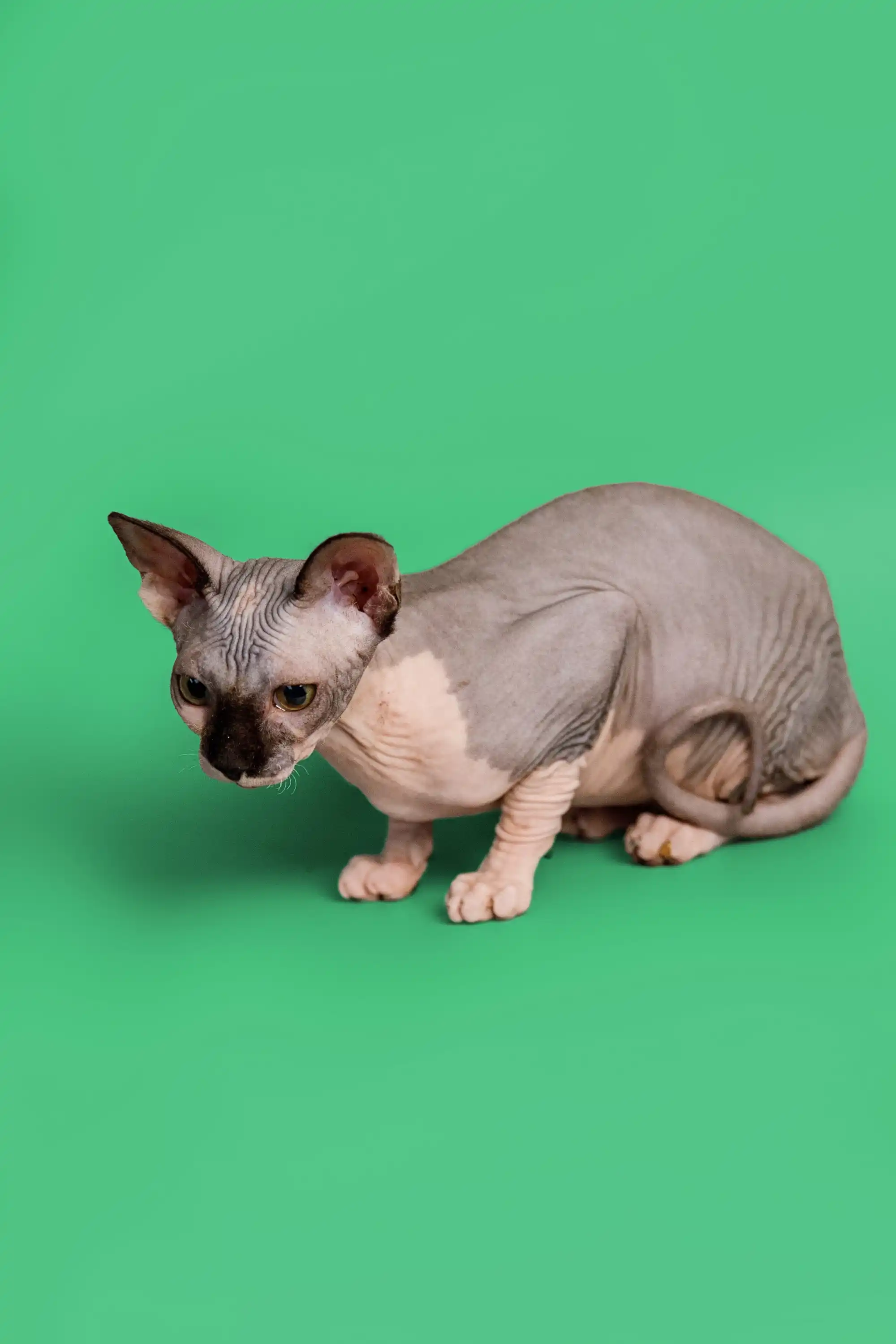 Maisy| Sphynx Kitten - Image 9