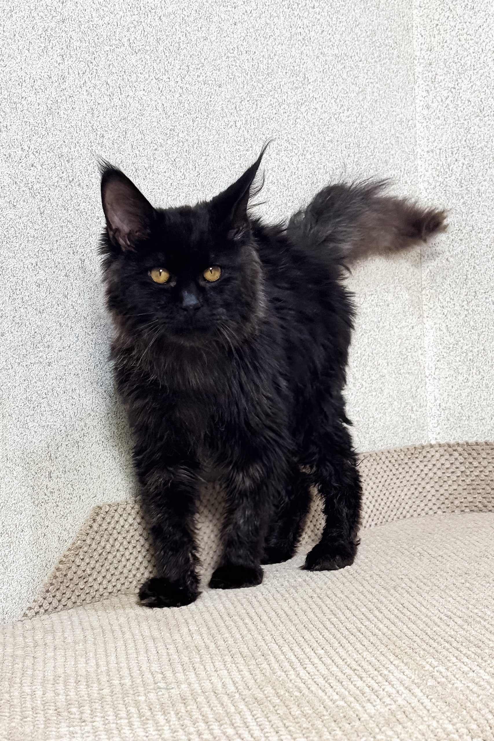 Major | Maine Coon Kitten - Image 2