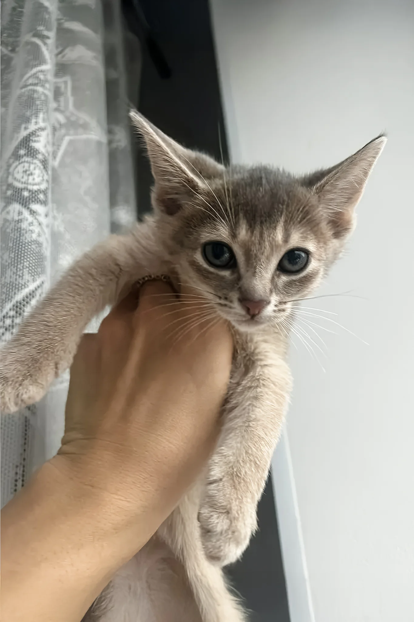 Amigo | Abyssinian Kitten - Image 2