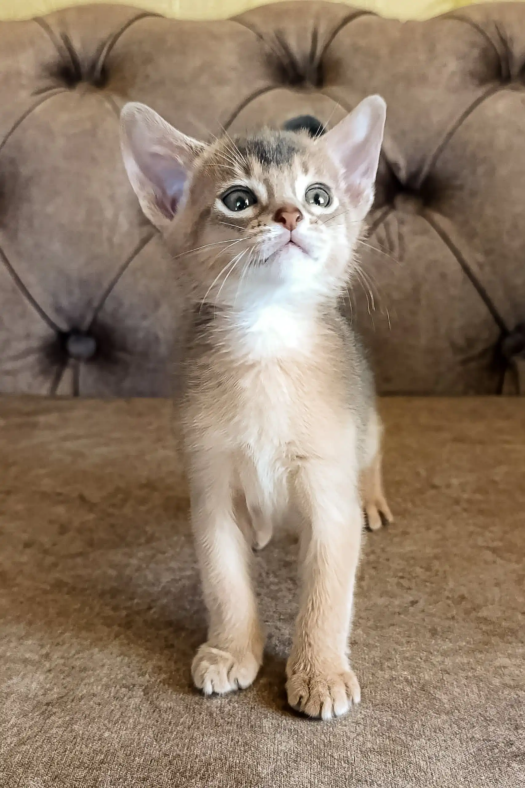 Blueberry | Abyssinian Kitten - Image 2