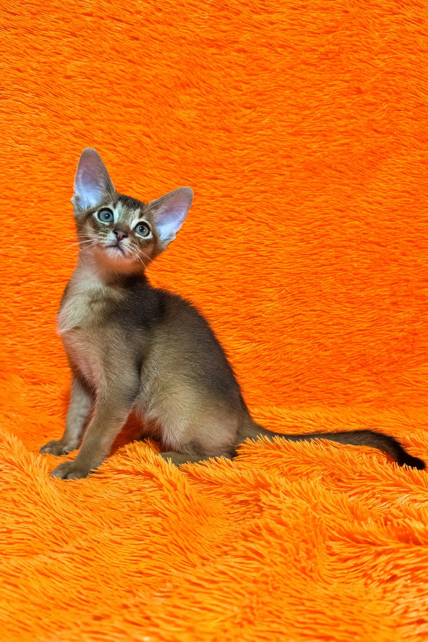 Boomer | Abyssinian Kitten