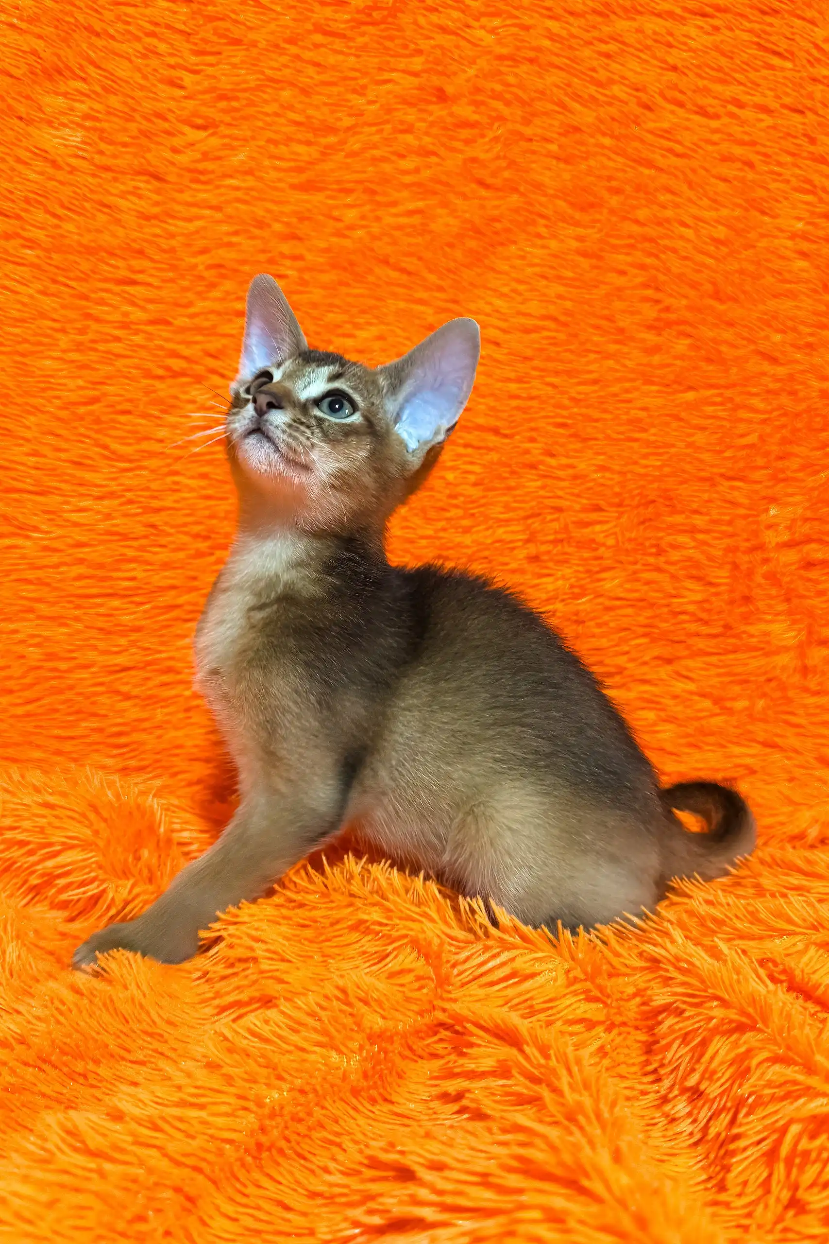 Boomer | Abyssinian Kitten - Image 4