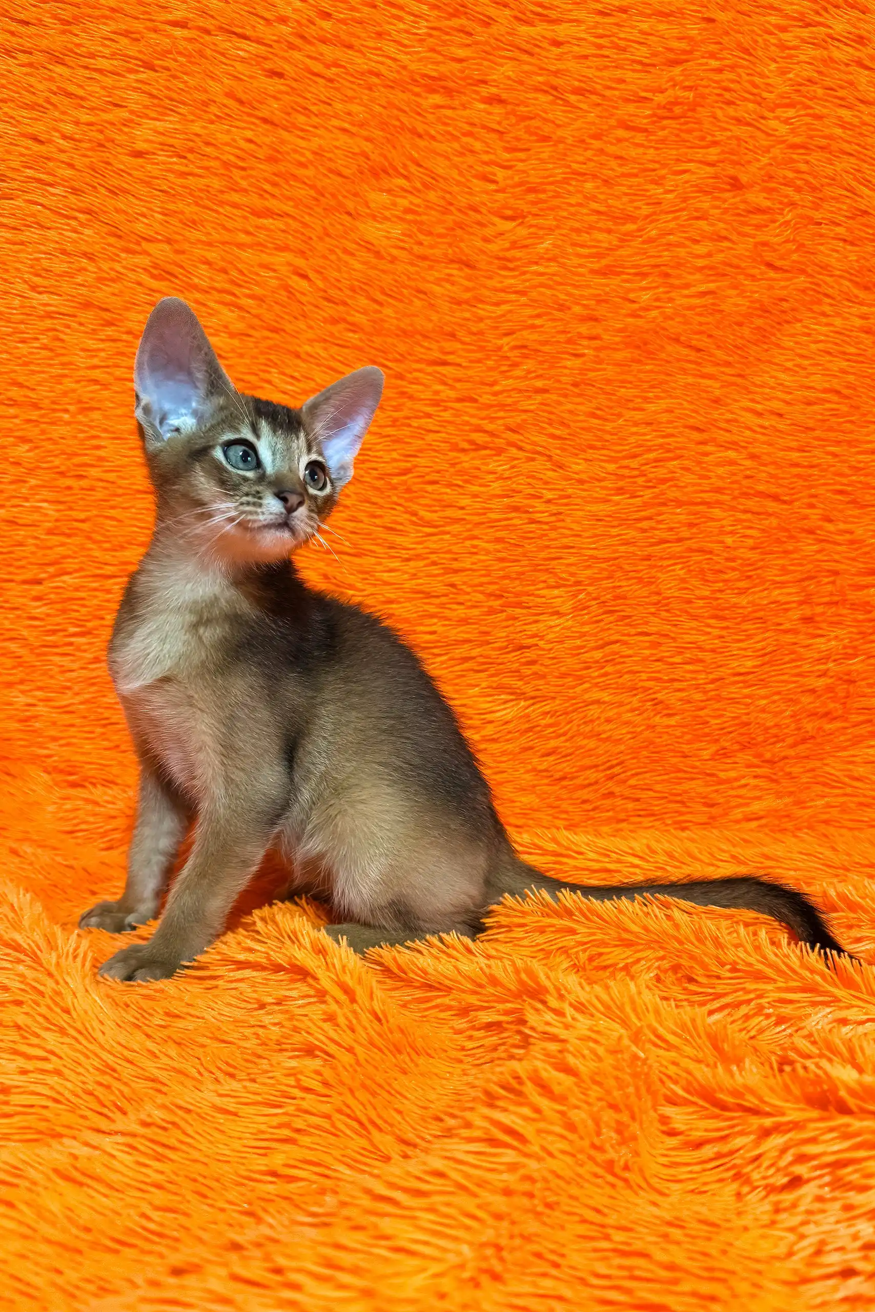 Boomer | Abyssinian Kitten - Image 7