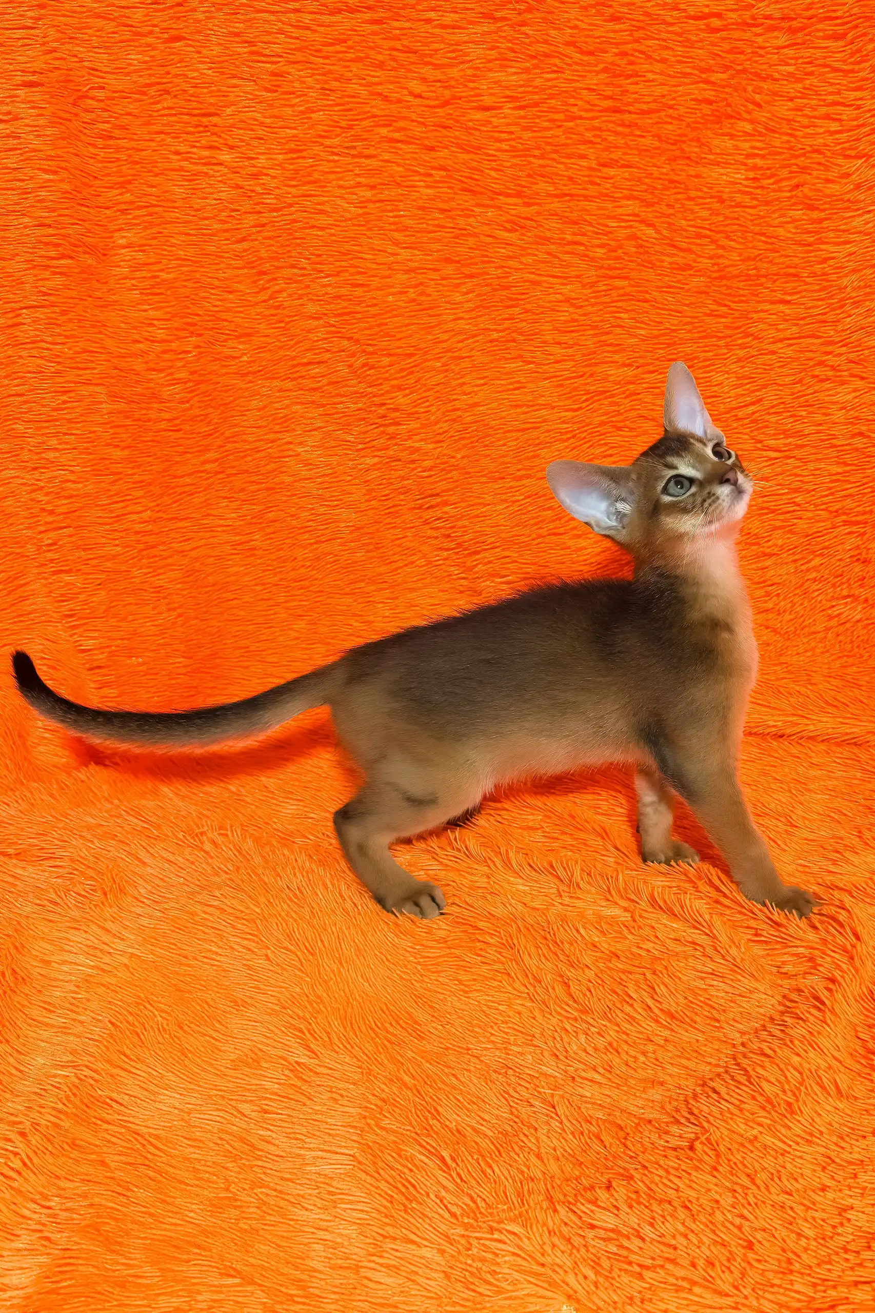 Boomer | Abyssinian Kitten - Image 8