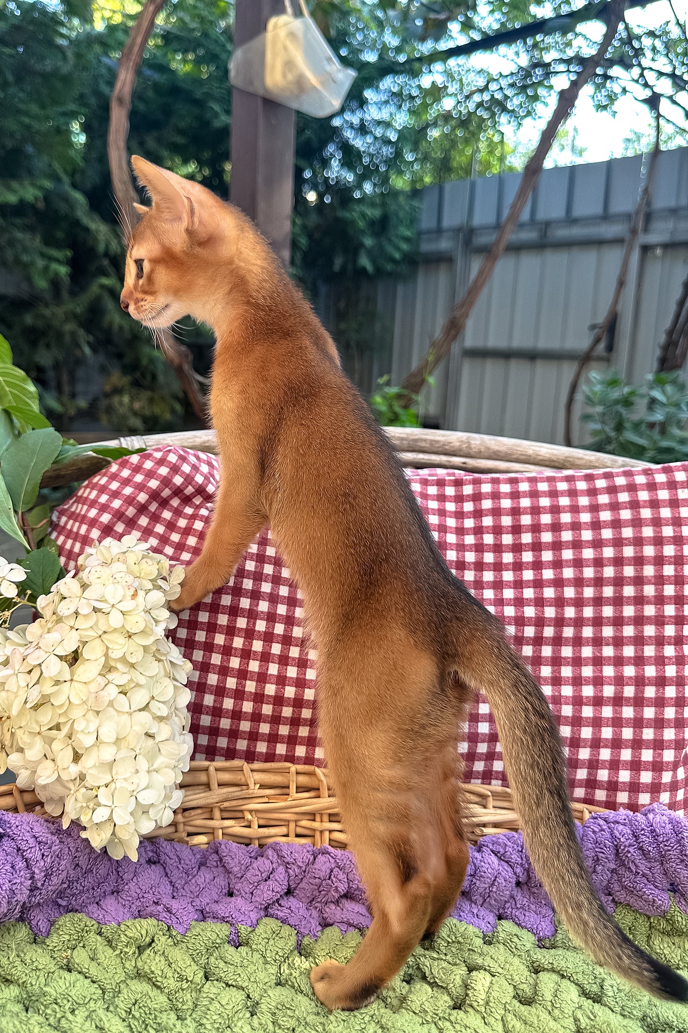 Calvin | Abyssinian Kitten - Image 5