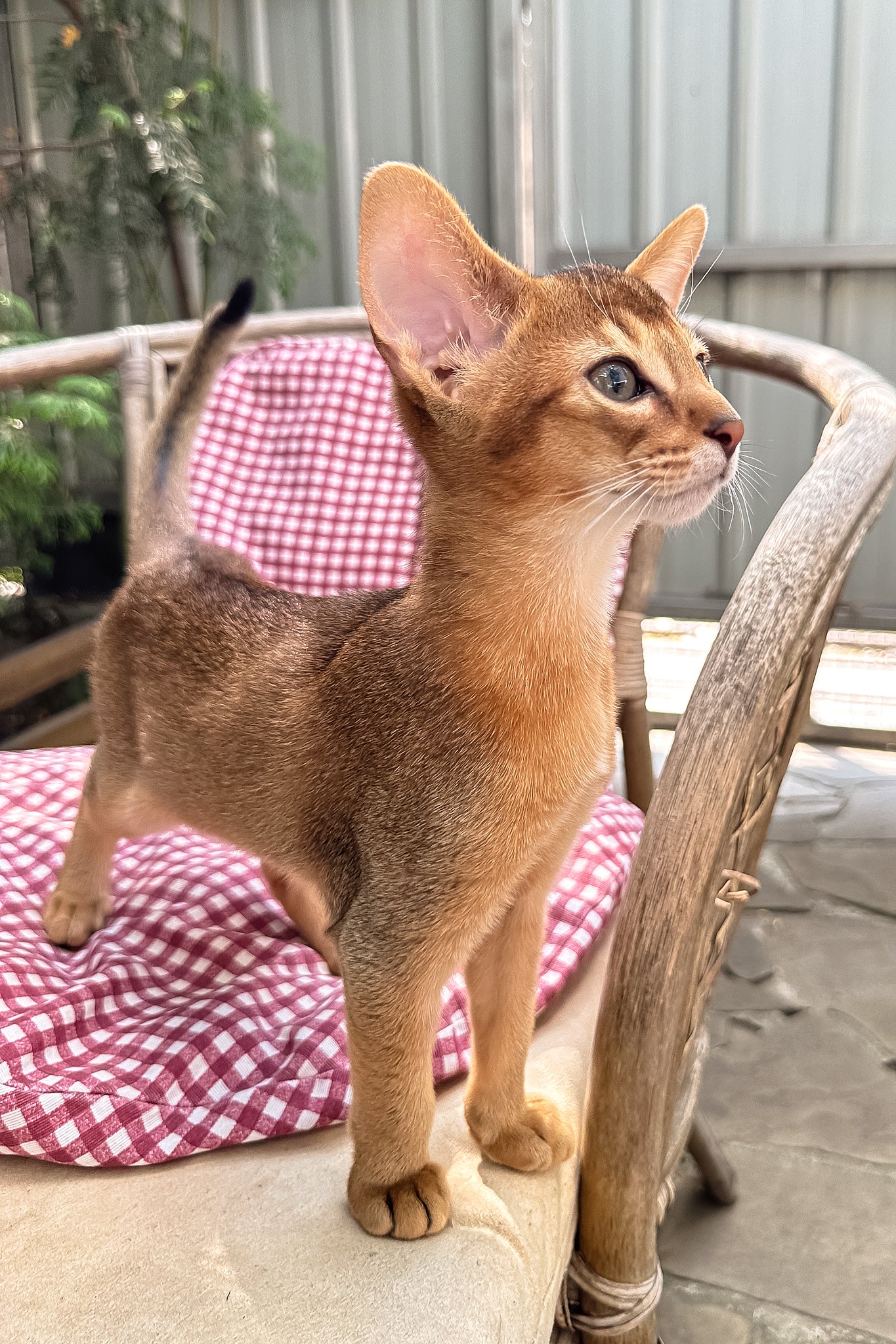Claus | Abyssinian Kitten - Image 2