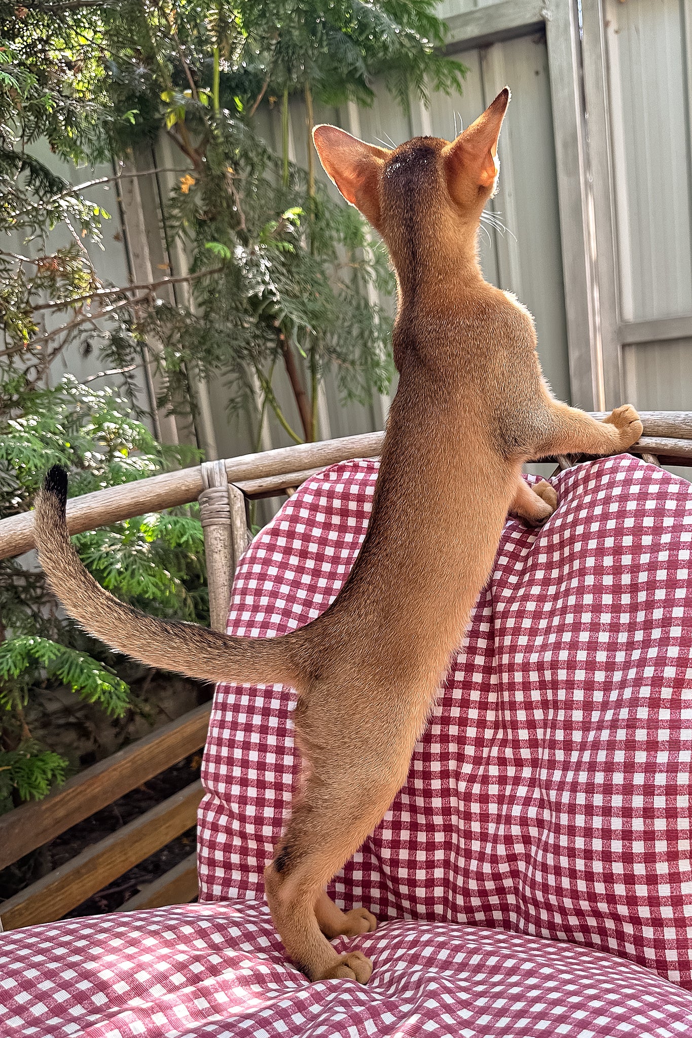 Claus | Abyssinian Kitten - Image 3
