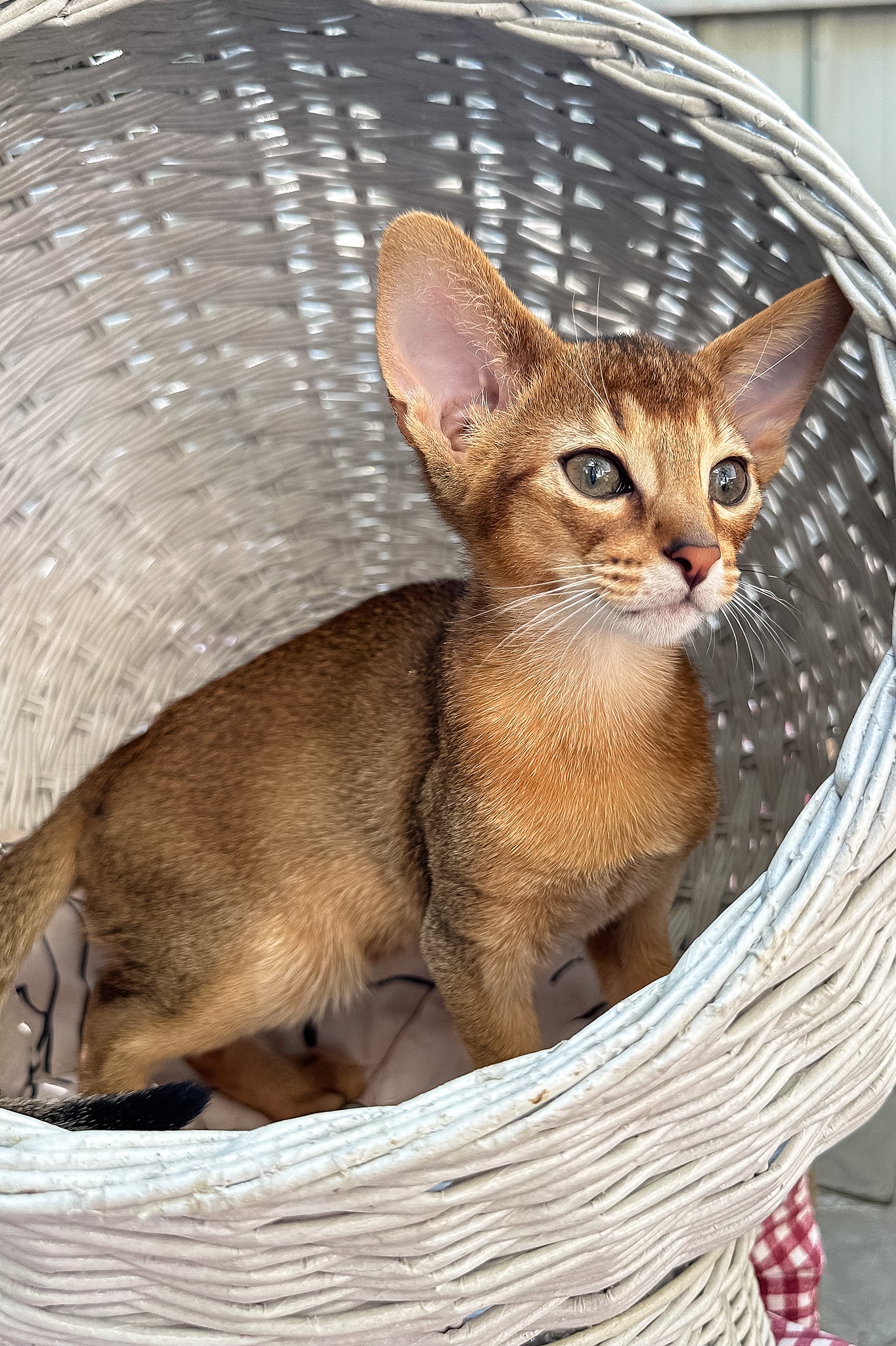 Claus | Abyssinian Kitten - Image 6