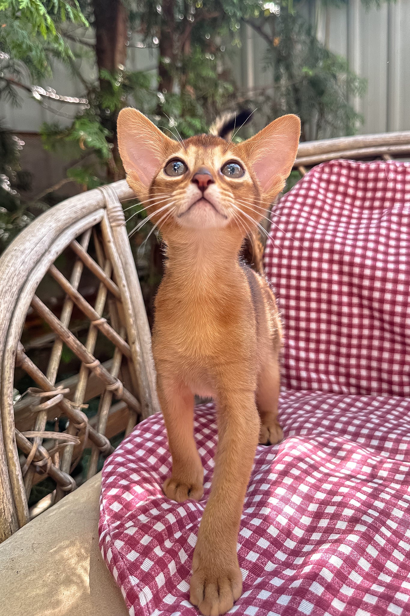 Clint | Abyssinian Kitten - Image 5