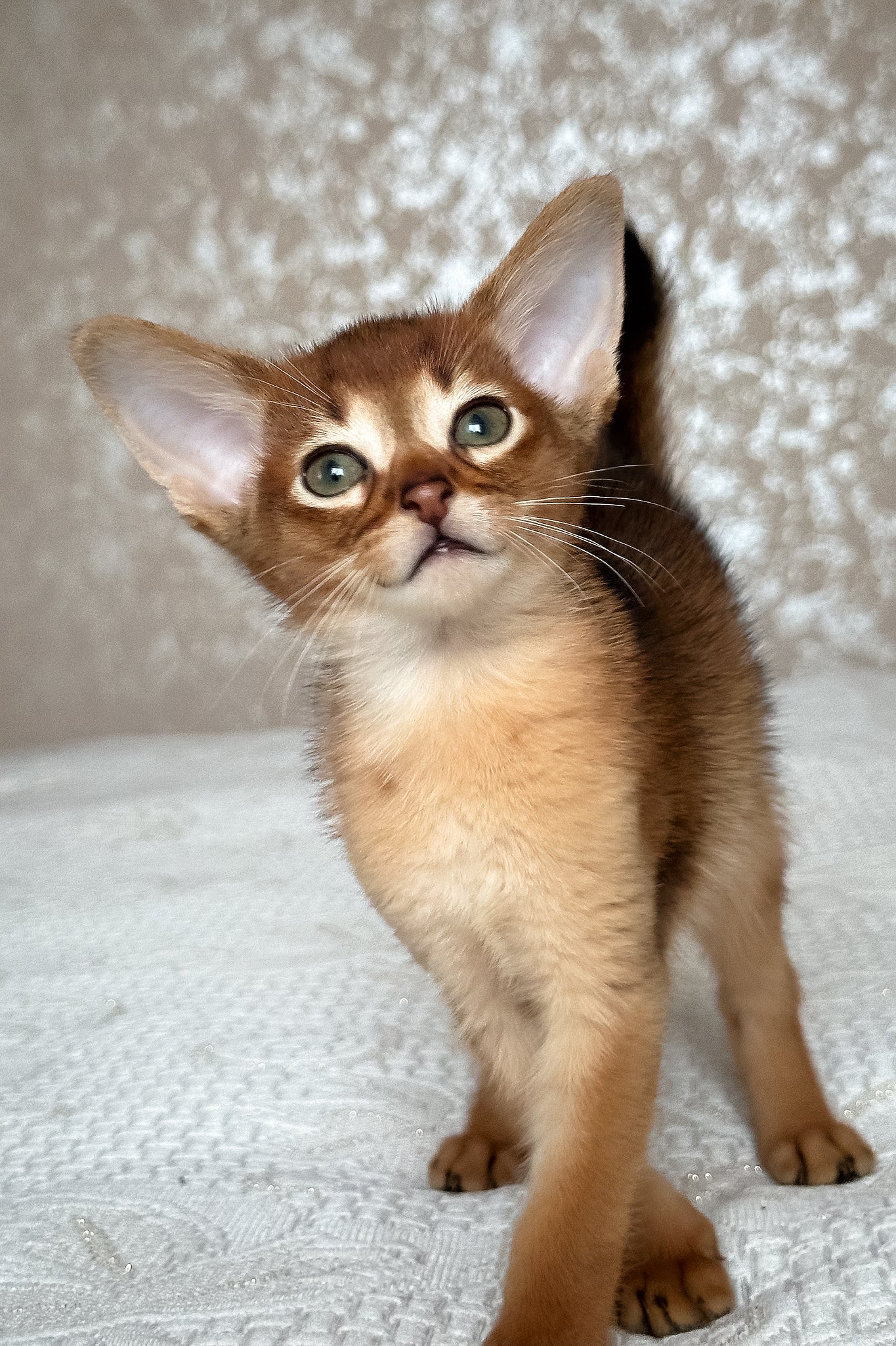 Daniel | Abyssinian Kitten - Image 5