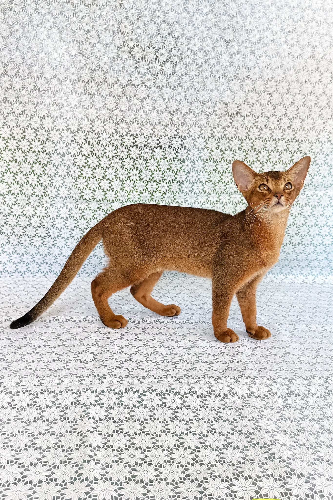 Dar | Abyssinian Kitten - Image 3