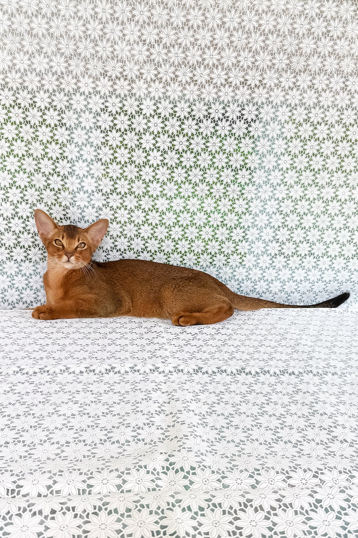 Dar | Abyssinian Kitten - Image 6