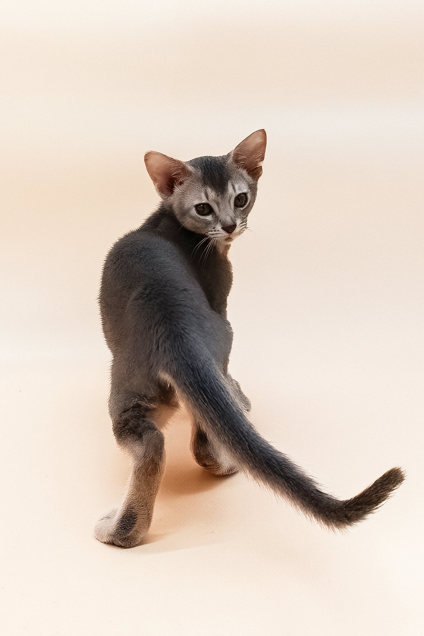 Eddy | Abyssinian Kitten - Image 2
