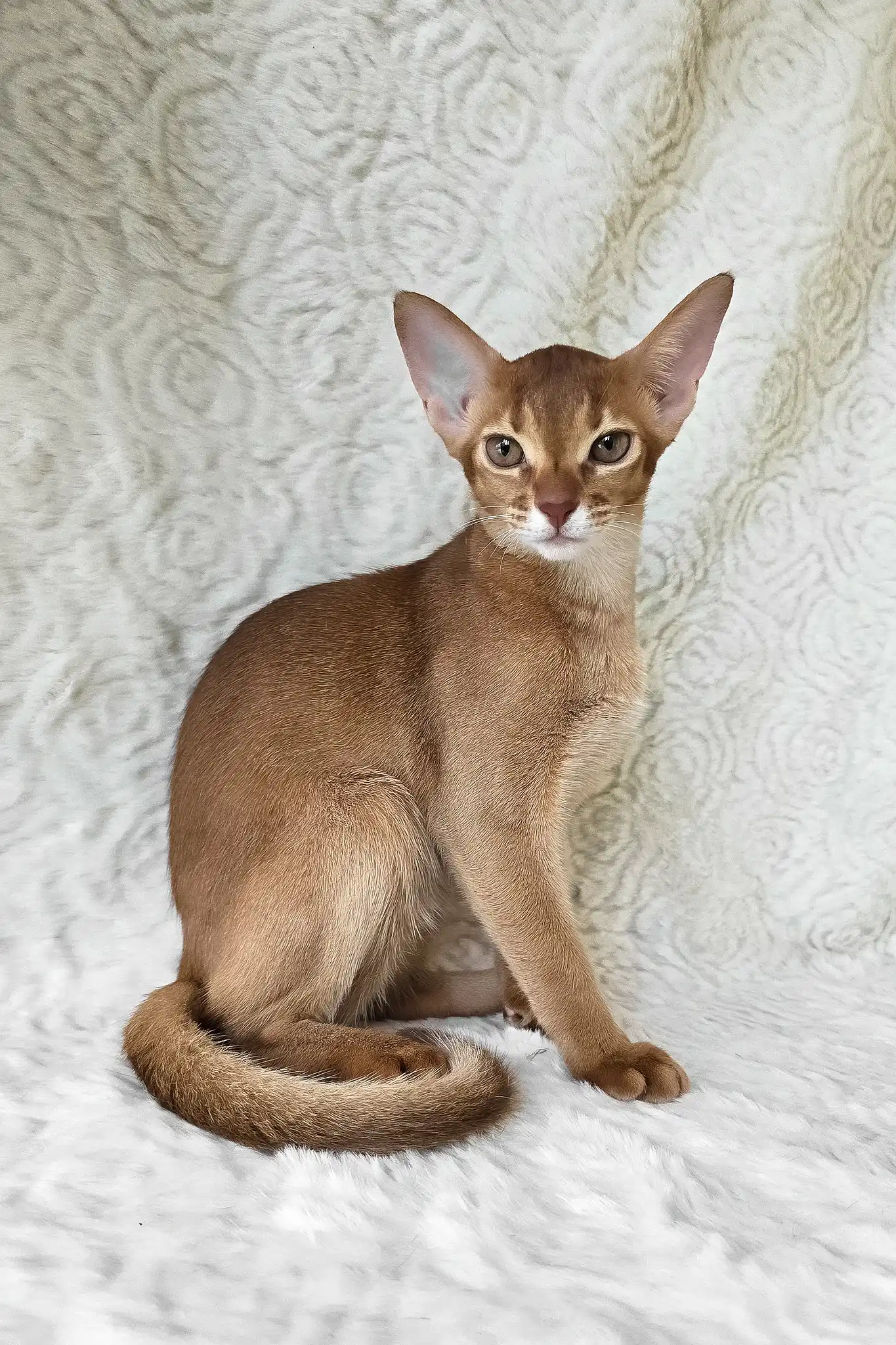 Emon | Abyssinian Kitten - Image 7