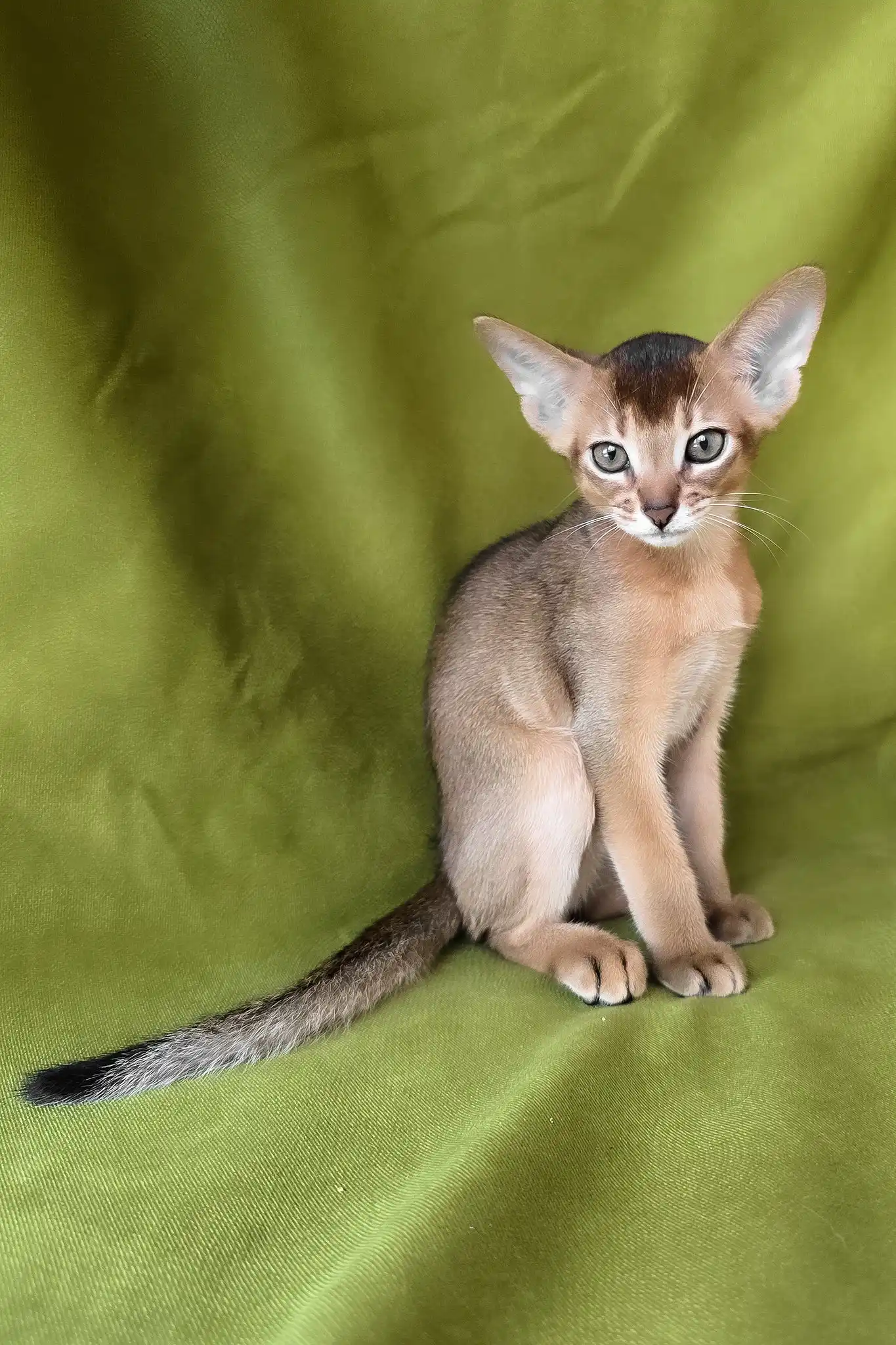 Flash | Abyssinian Kitten - Image 5