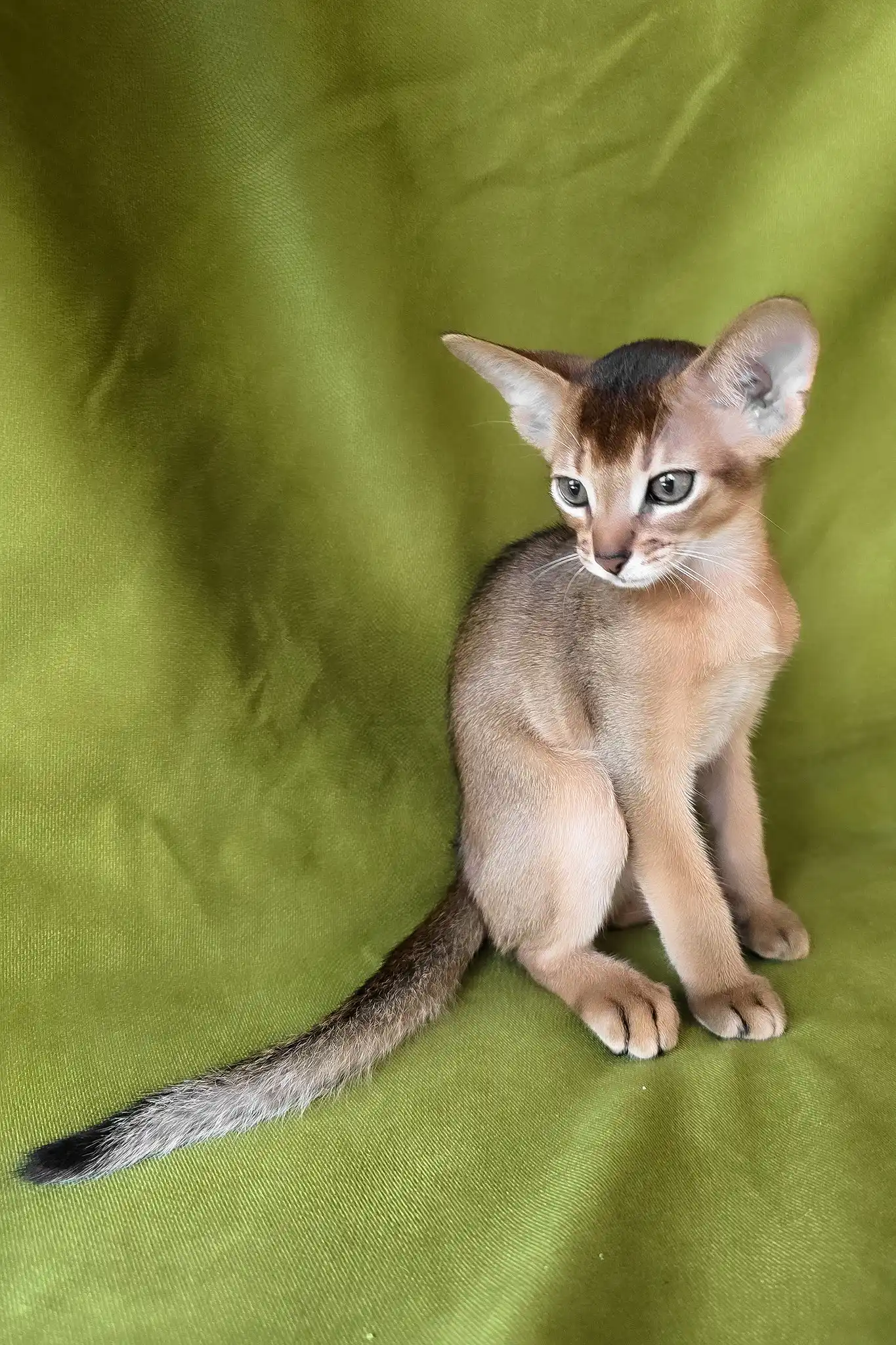 Flash | Abyssinian Kitten - Image 6