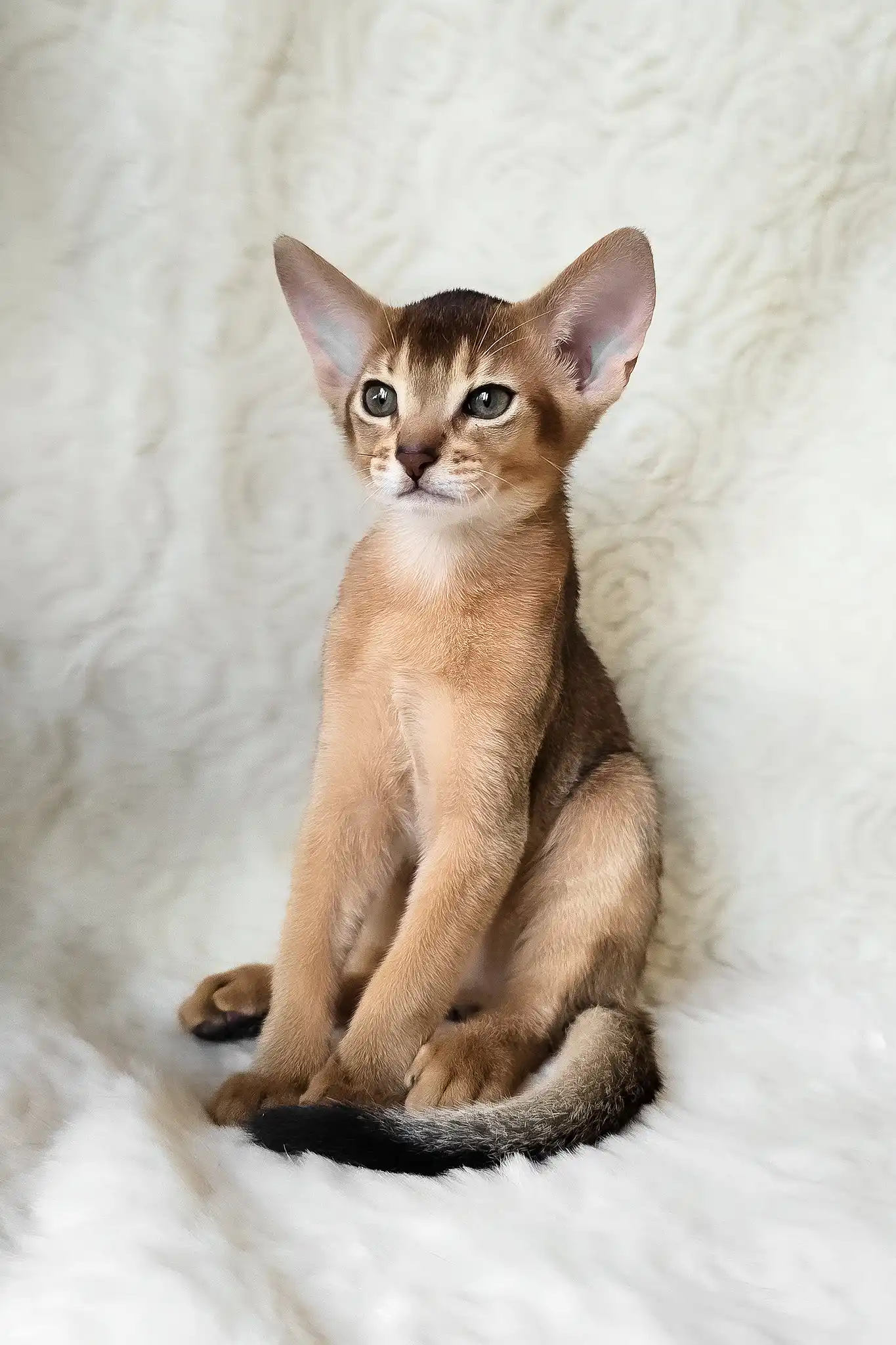 Flynn | Abyssinian Kitten - Image 10
