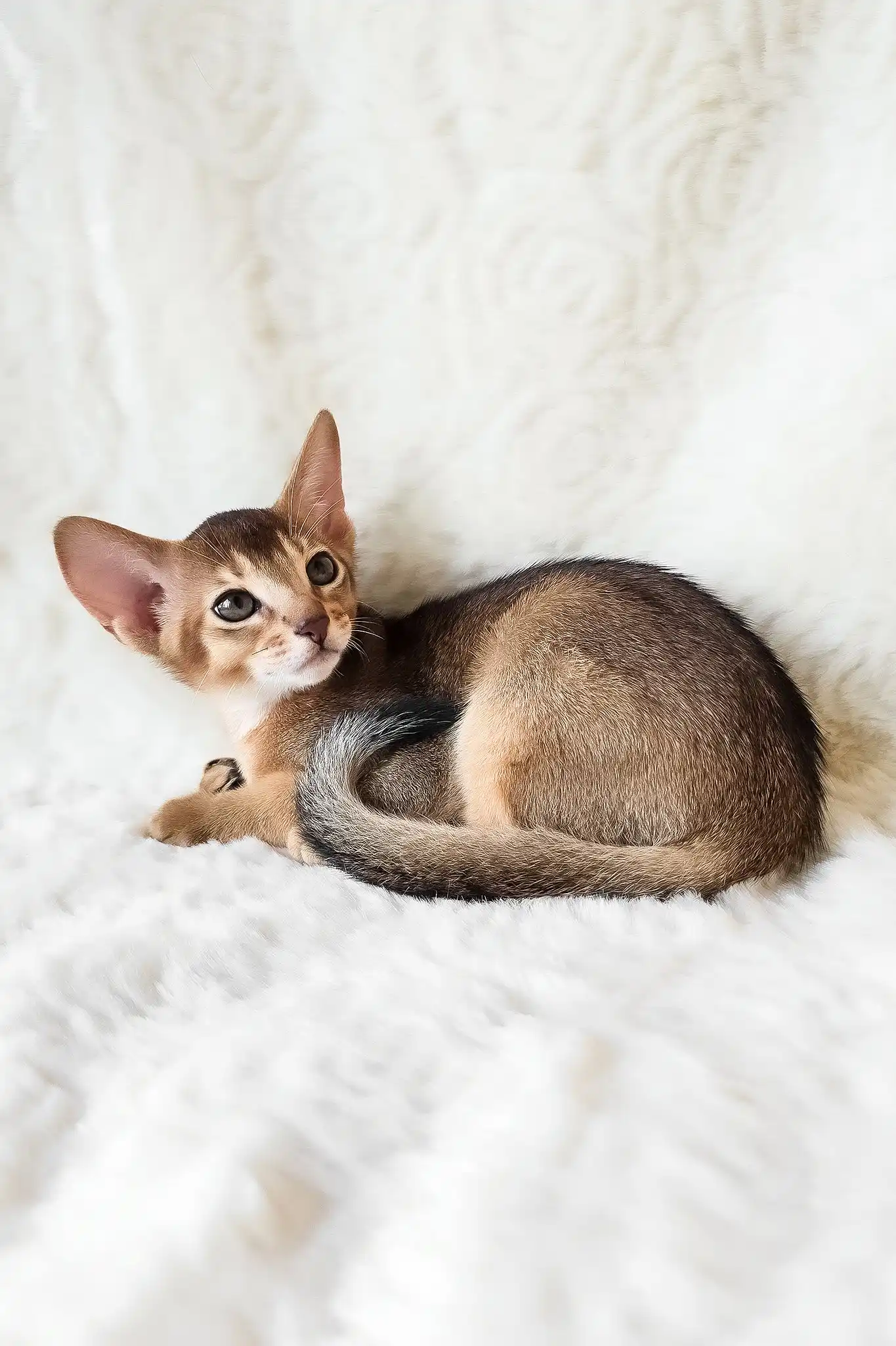 Flynn | Abyssinian Kitten - Image 11