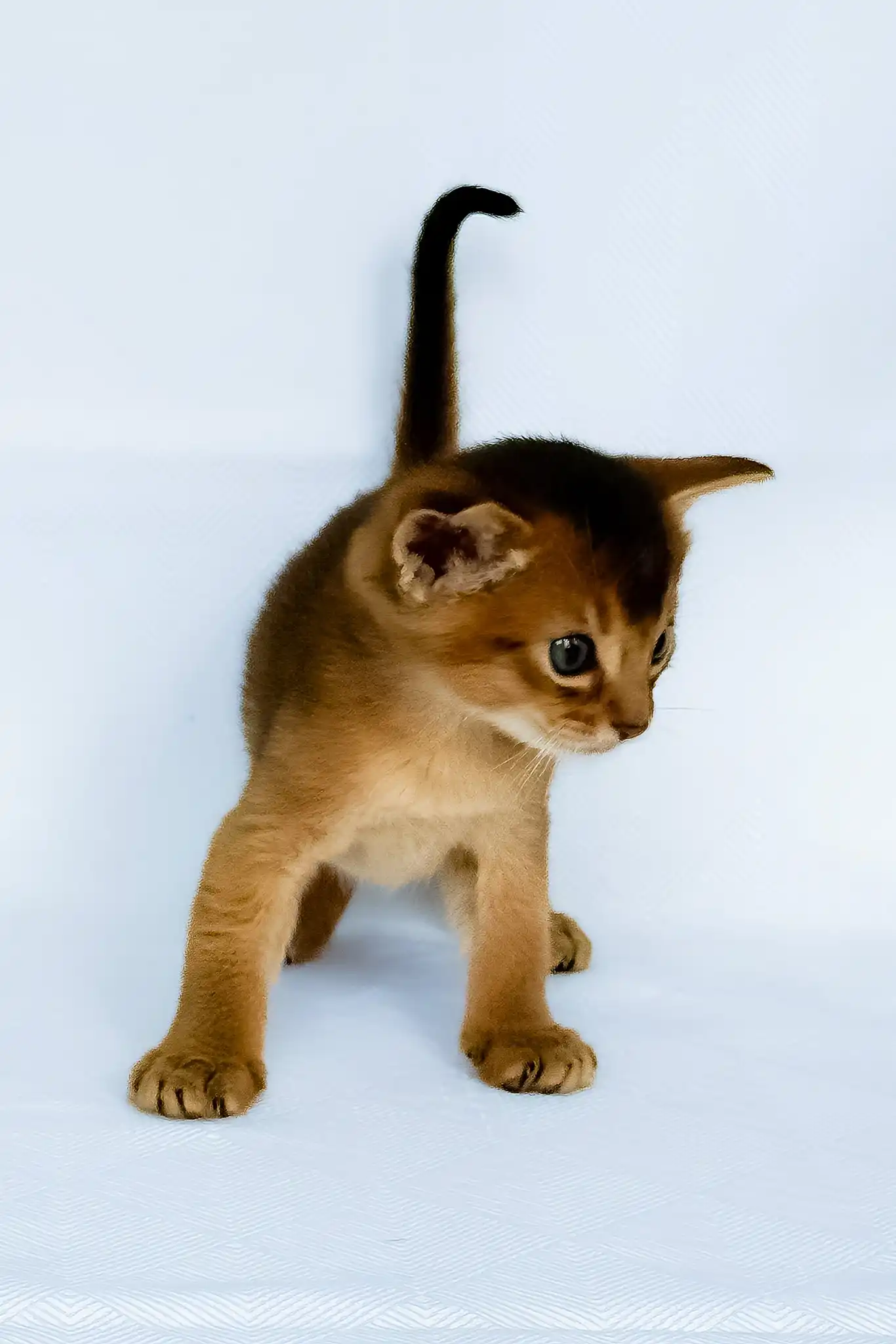 Garry | Abyssinian Kitten - Image 6