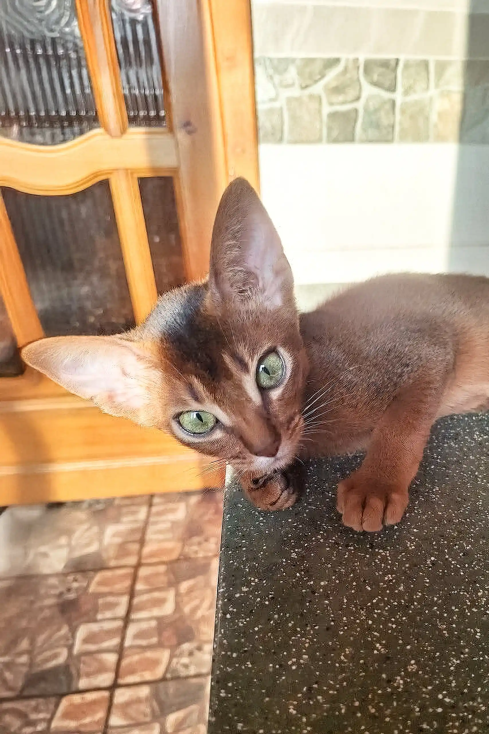 Irin | Abyssinian Kitten - Image 4