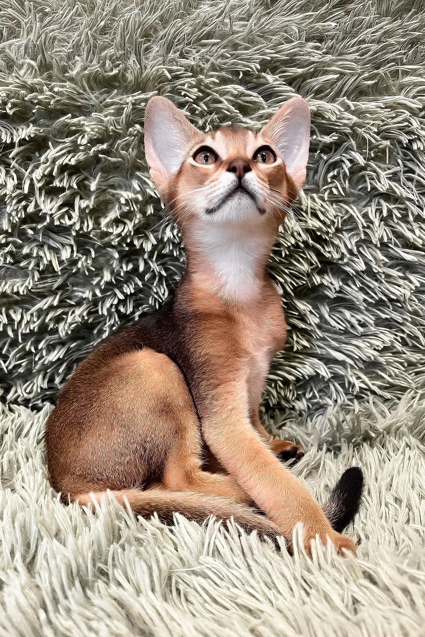 Nelson | Abyssinian Kitten - Image 7