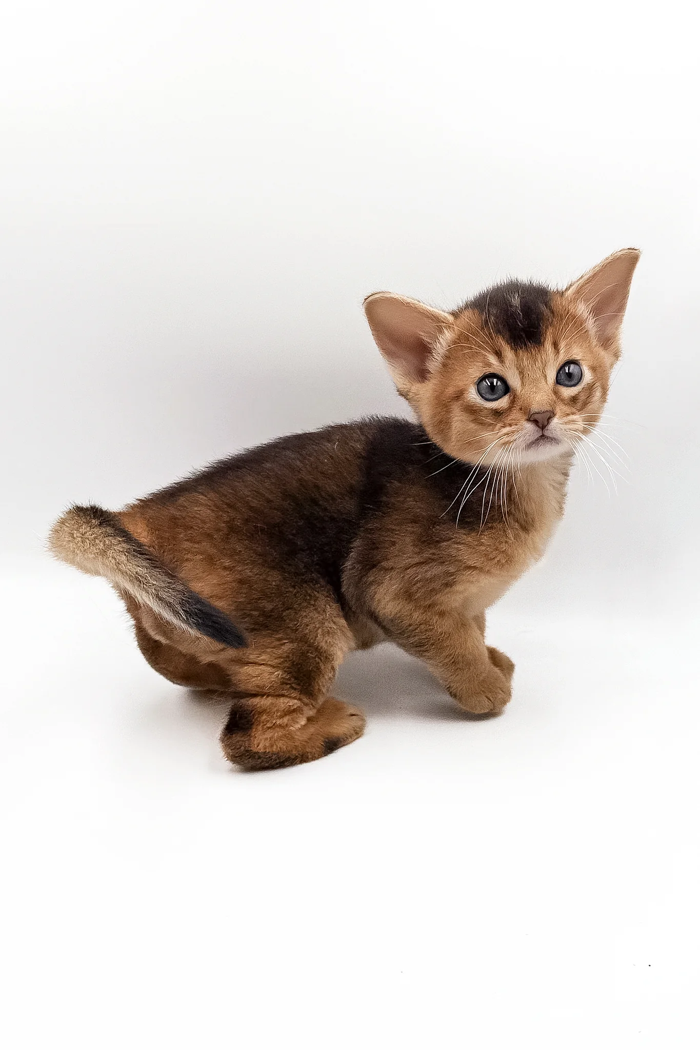 Nice | Abyssinian Kitten - Image 2