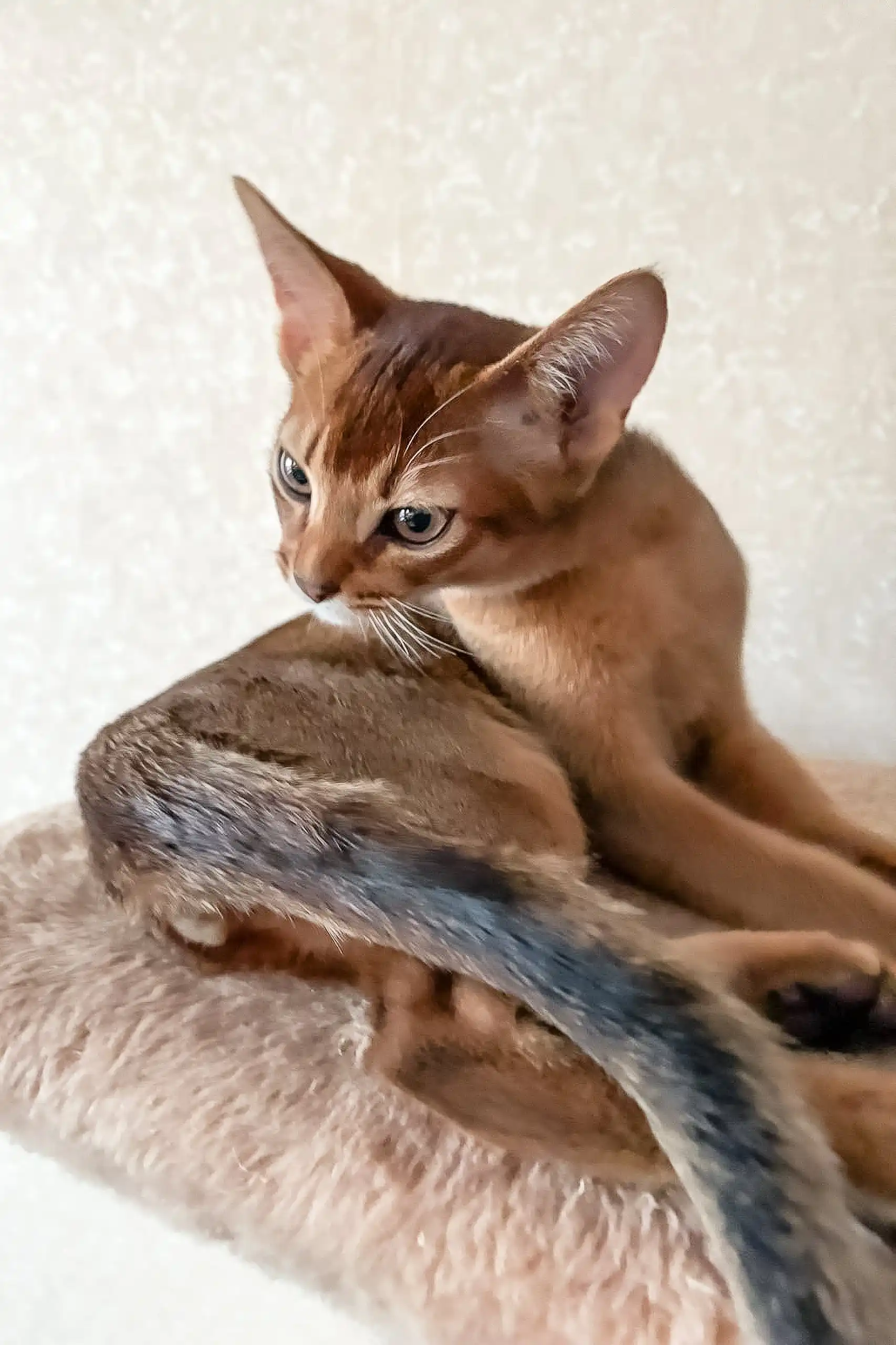 Nov Simba | Abyssinian Kitten - Image 4