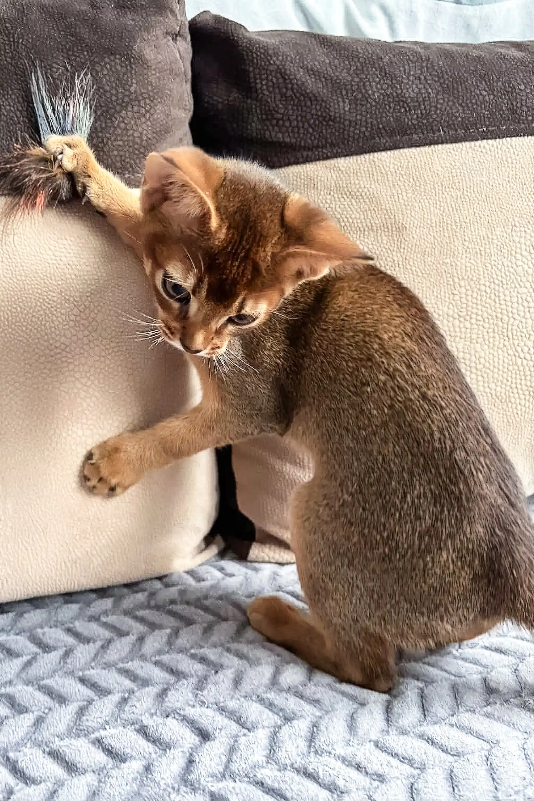 Nov Simba | Abyssinian Kitten - Image 5