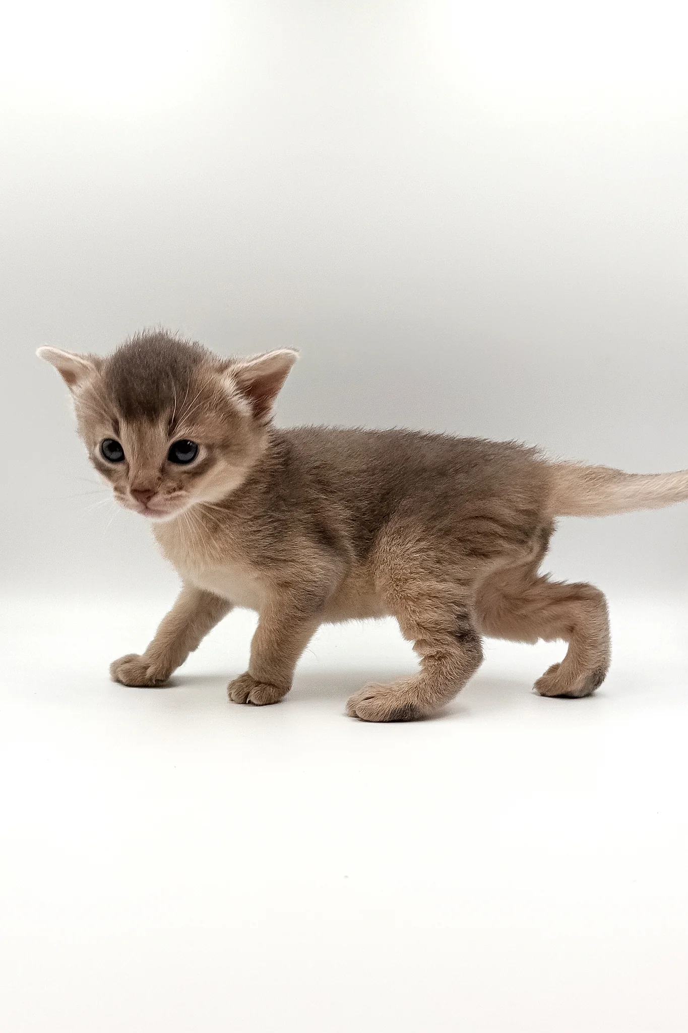 Washington | Abyssinian Kitten - Image 5