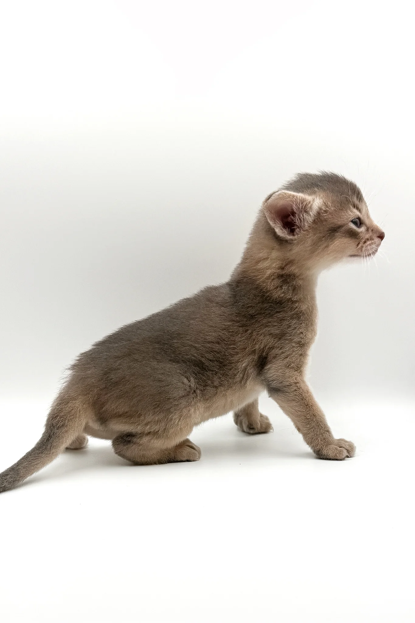 Washington | Abyssinian Kitten - Image 8