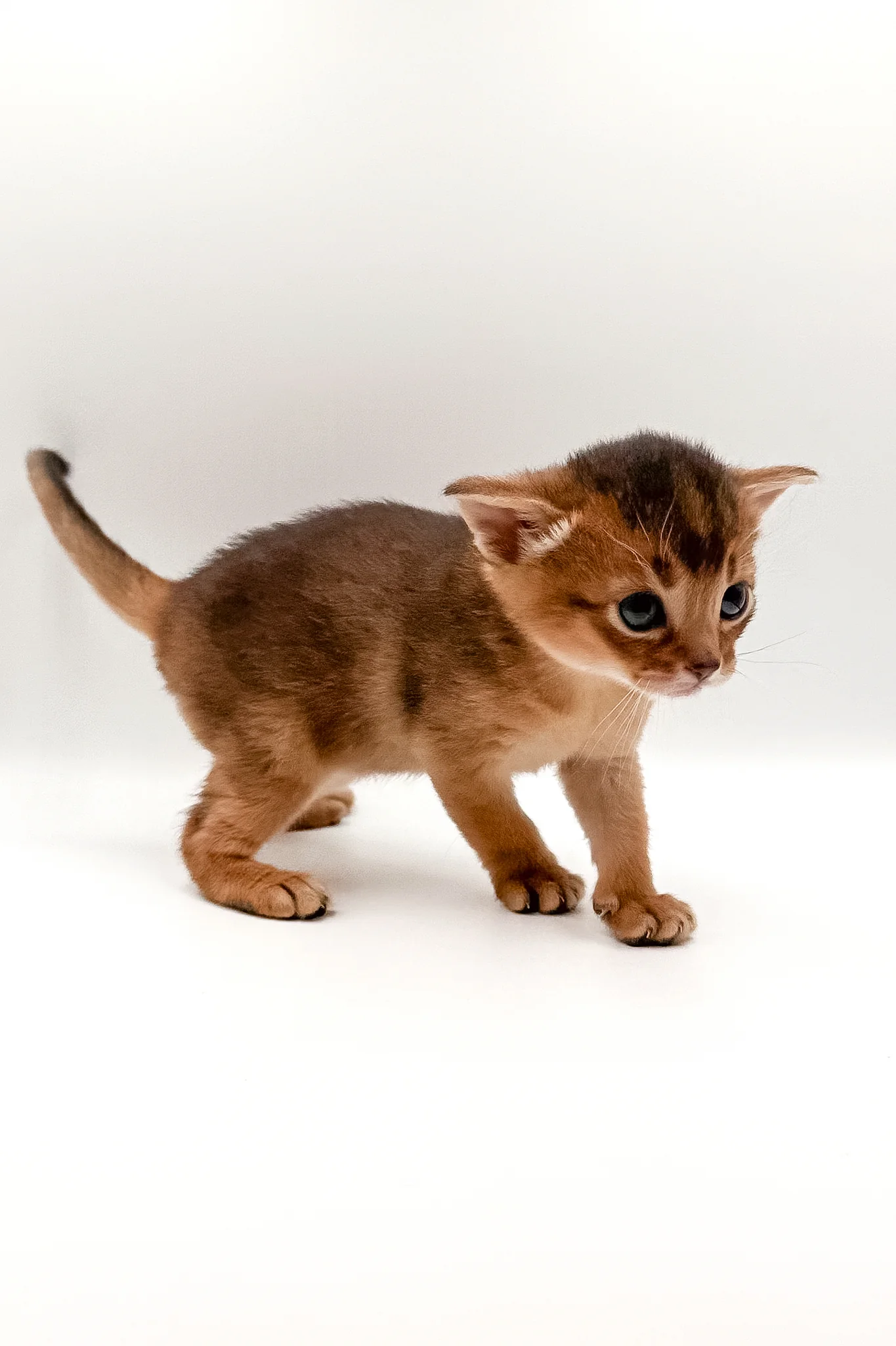 Winston | Abyssinian Kitten - Image 4