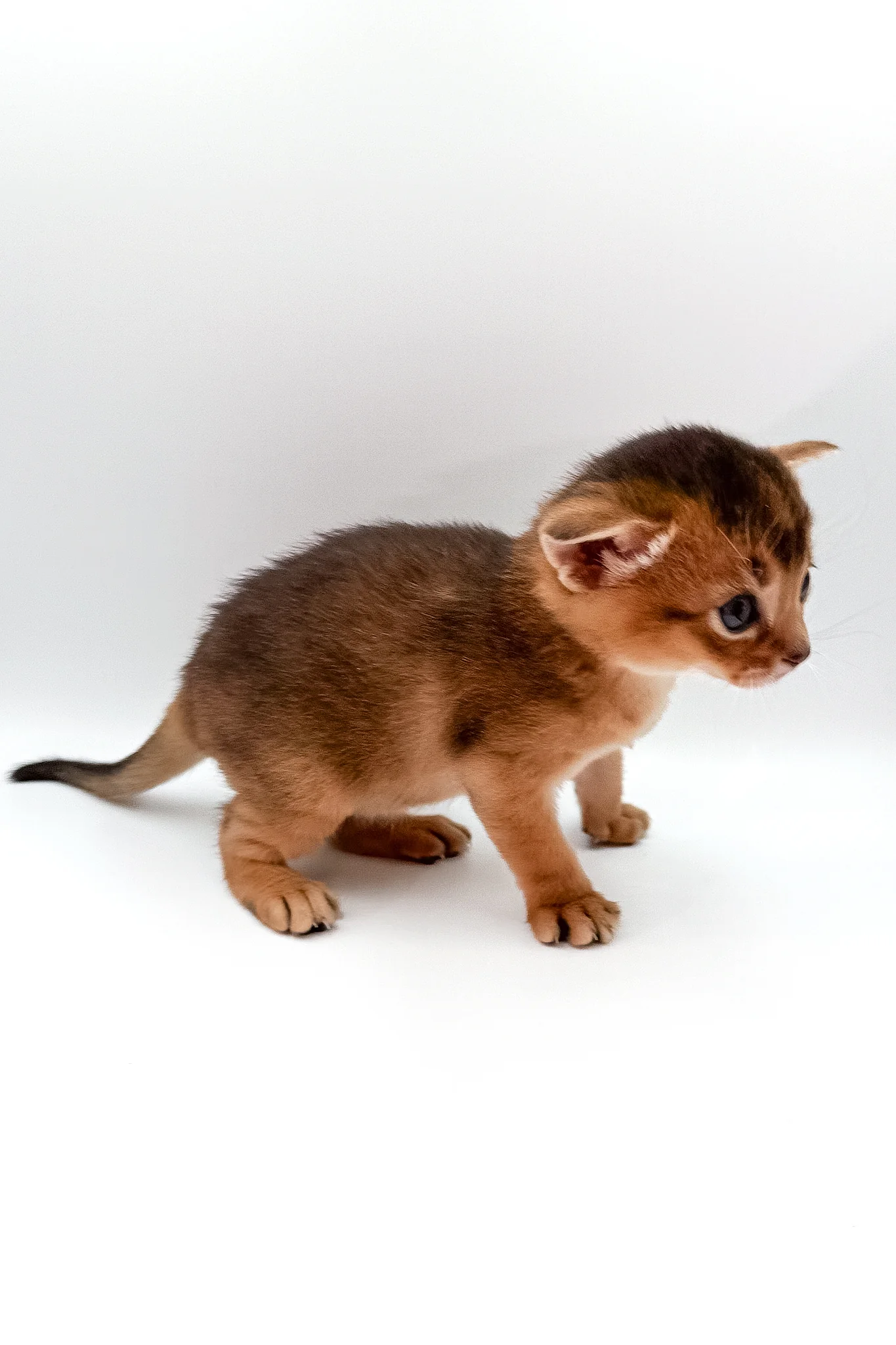 Winston | Abyssinian Kitten - Image 8