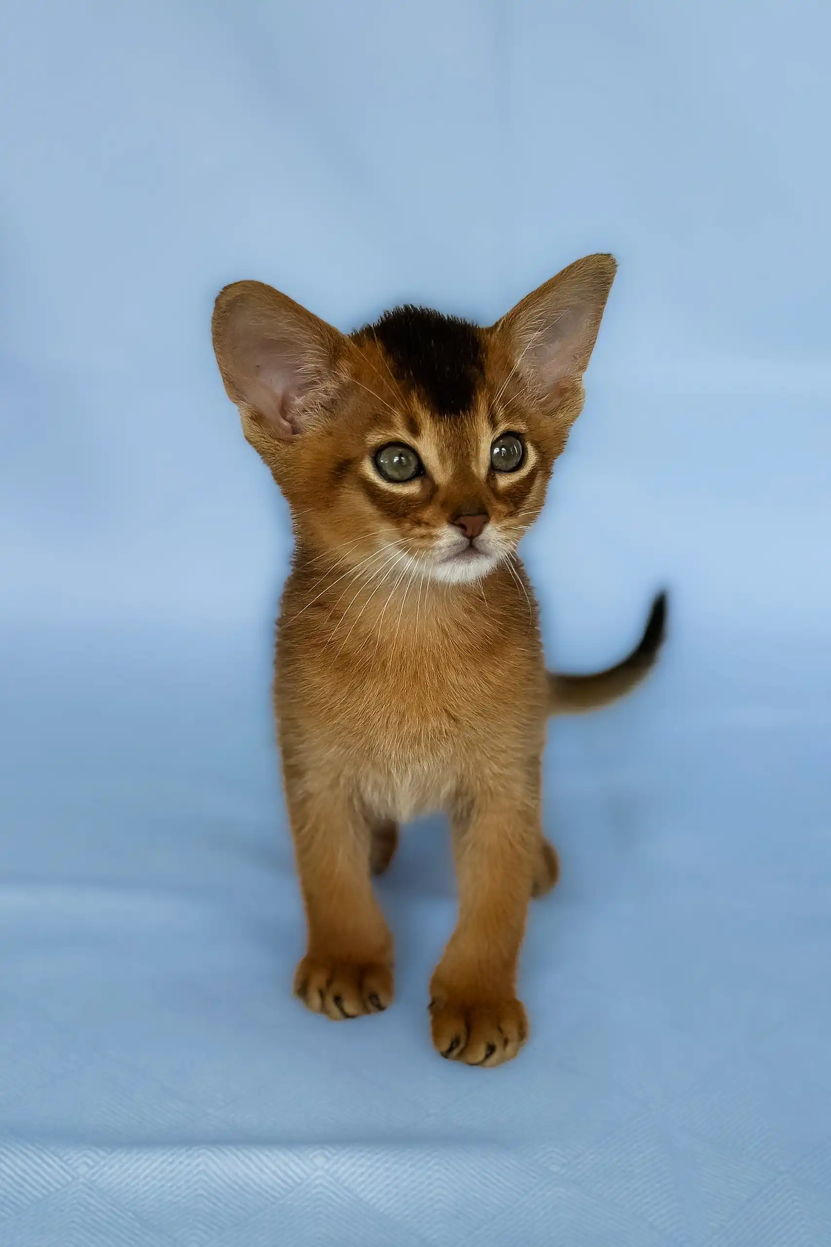 Zevs | Abyssinian Kitten - Image 7
