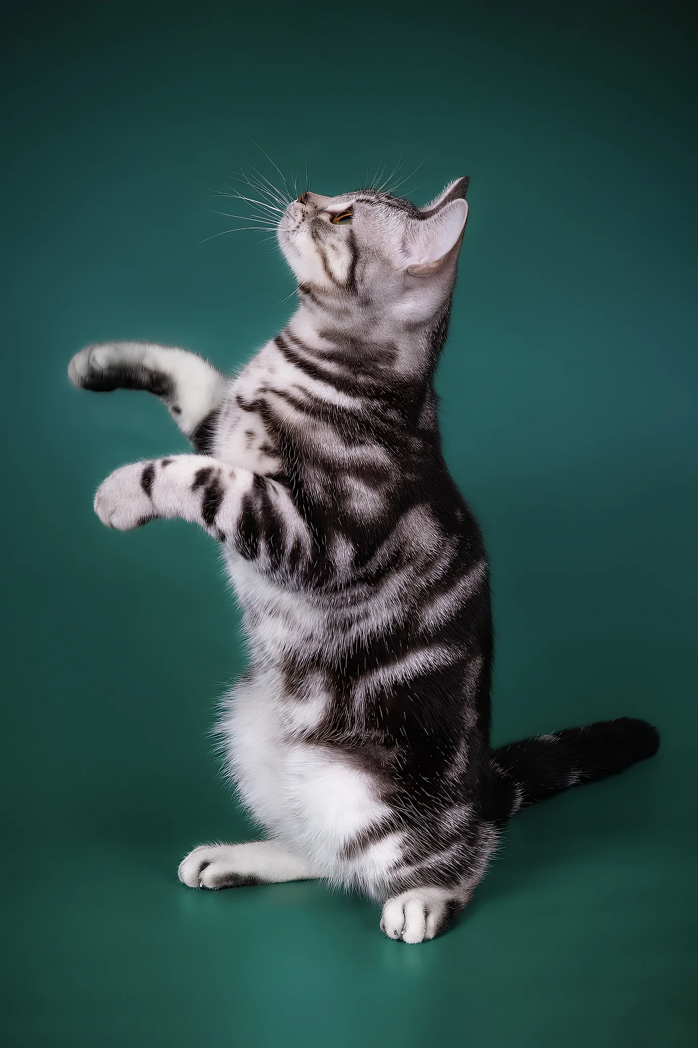 Dexter | American Shorthair Kitten - Image 2