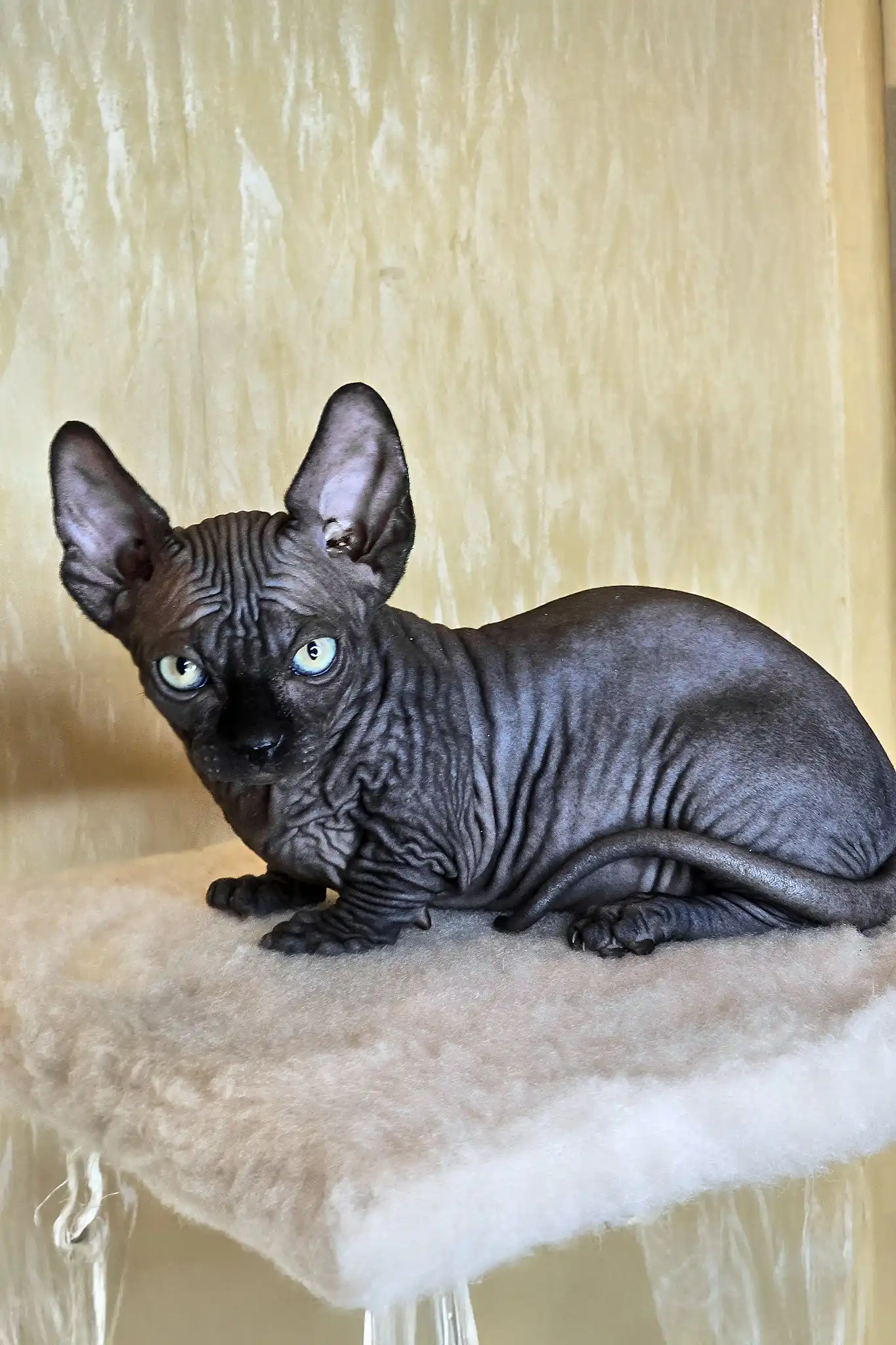 Bars | Bambino Sphynx Kitten - Image 8