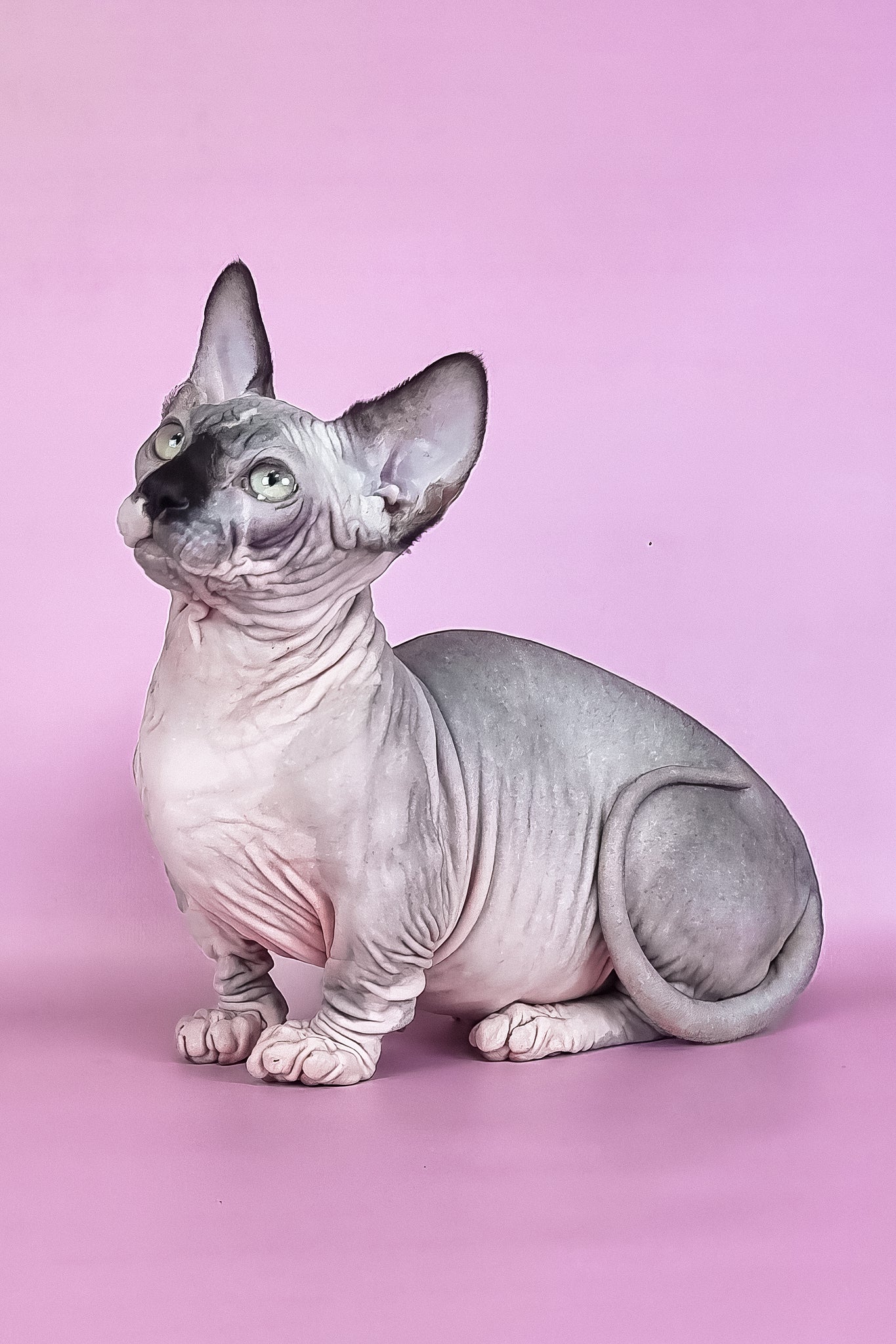 Makintosh | Bambino Sphynx Kitten - Image 6