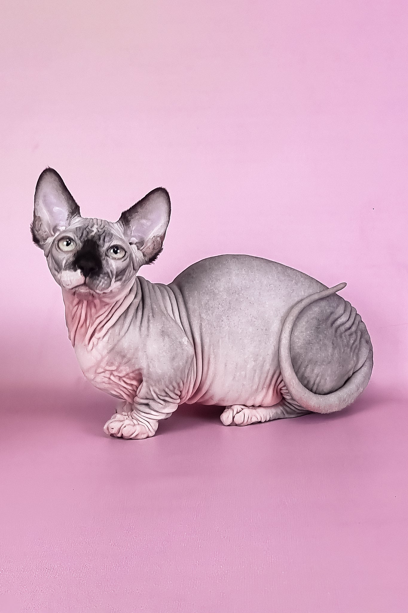 Makintosh | Bambino Sphynx Kitten - Image 8