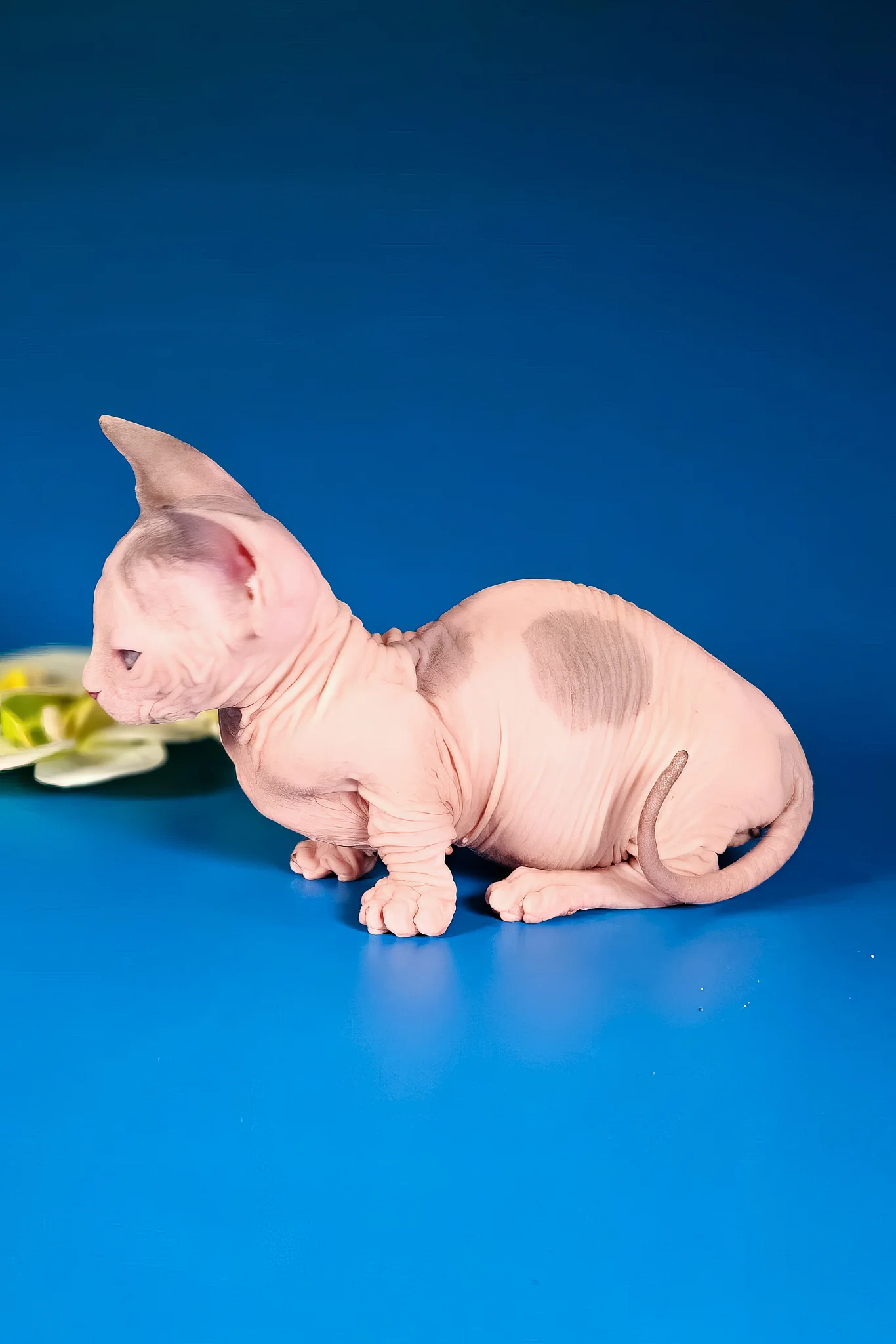 Marcus | Bambino Sphynx Kitten - Image 5